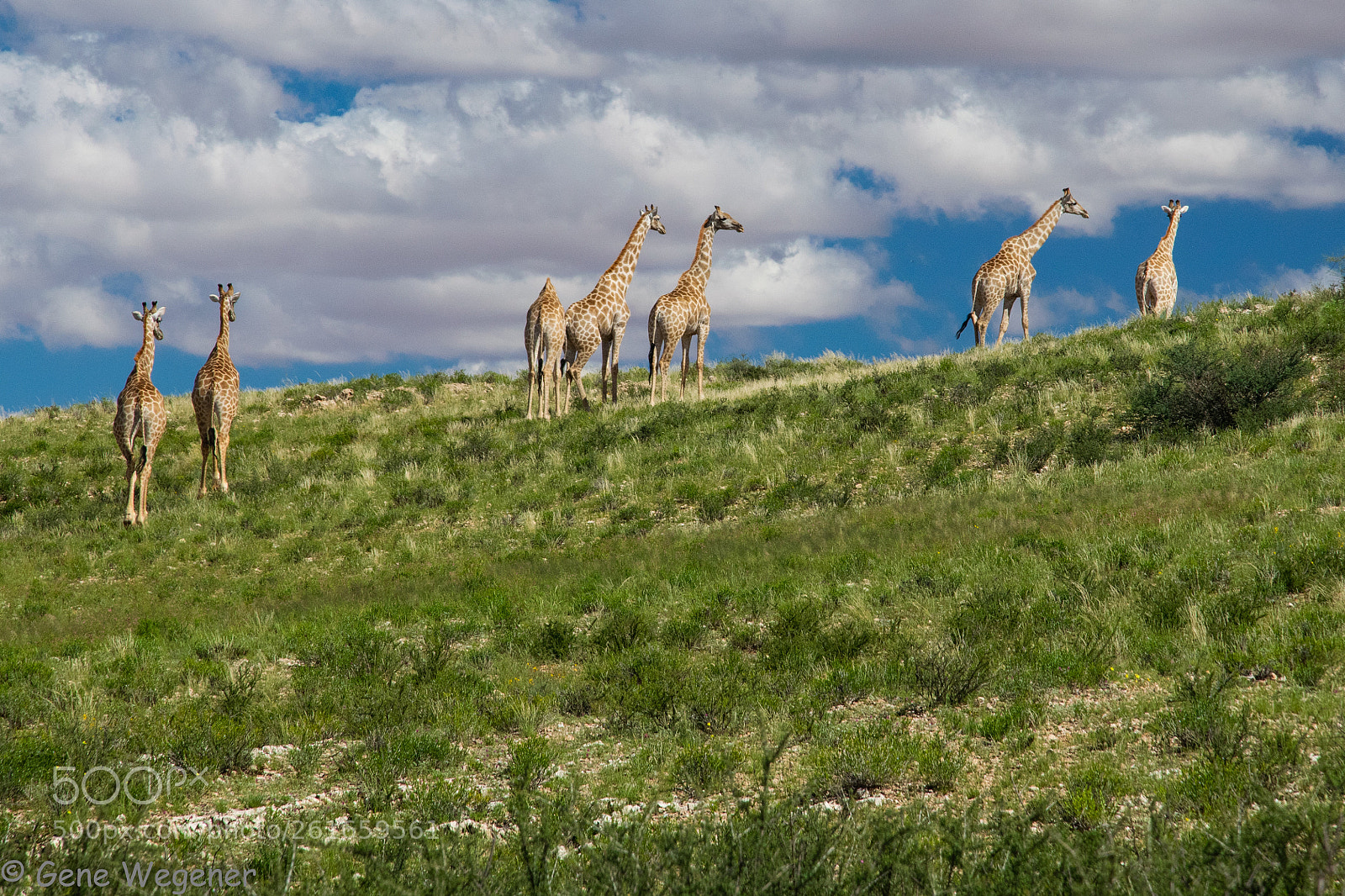 Nikon D5300 sample photo. Giraffe photography