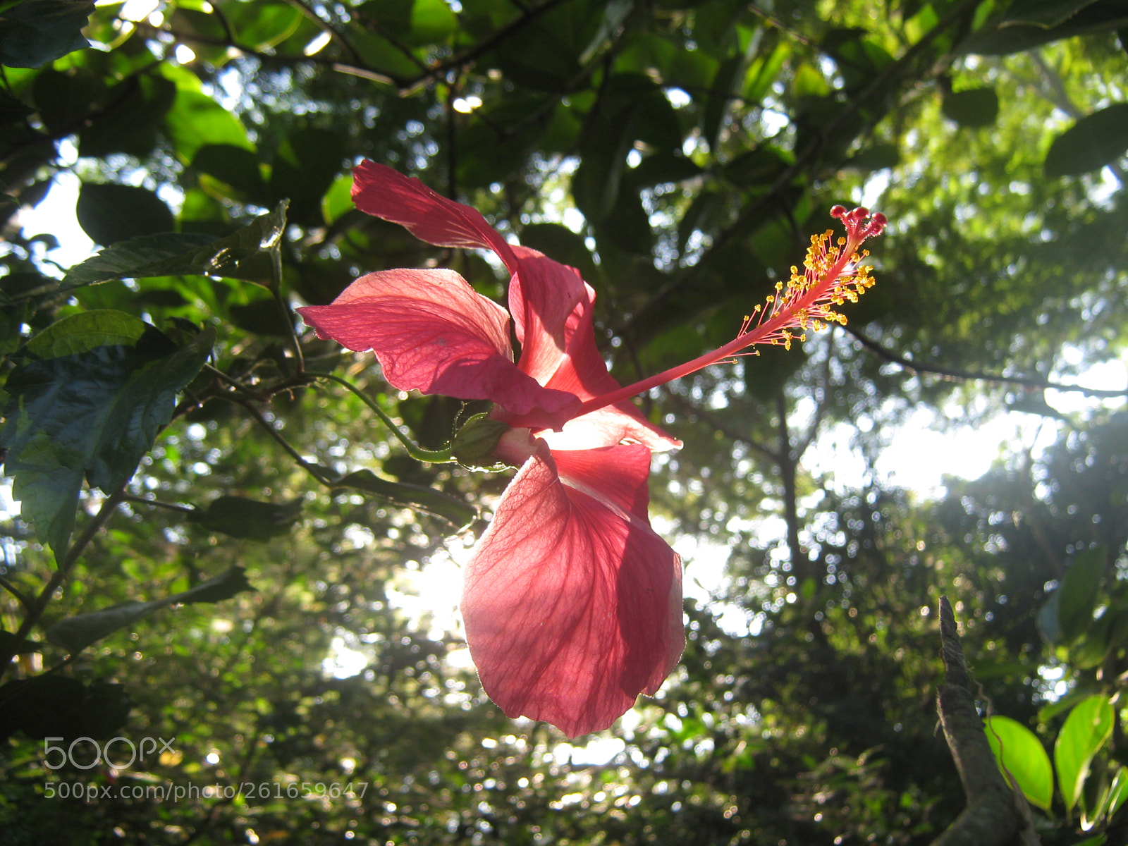 Canon PowerShot A470 sample photo. Photograph by nayeem photography