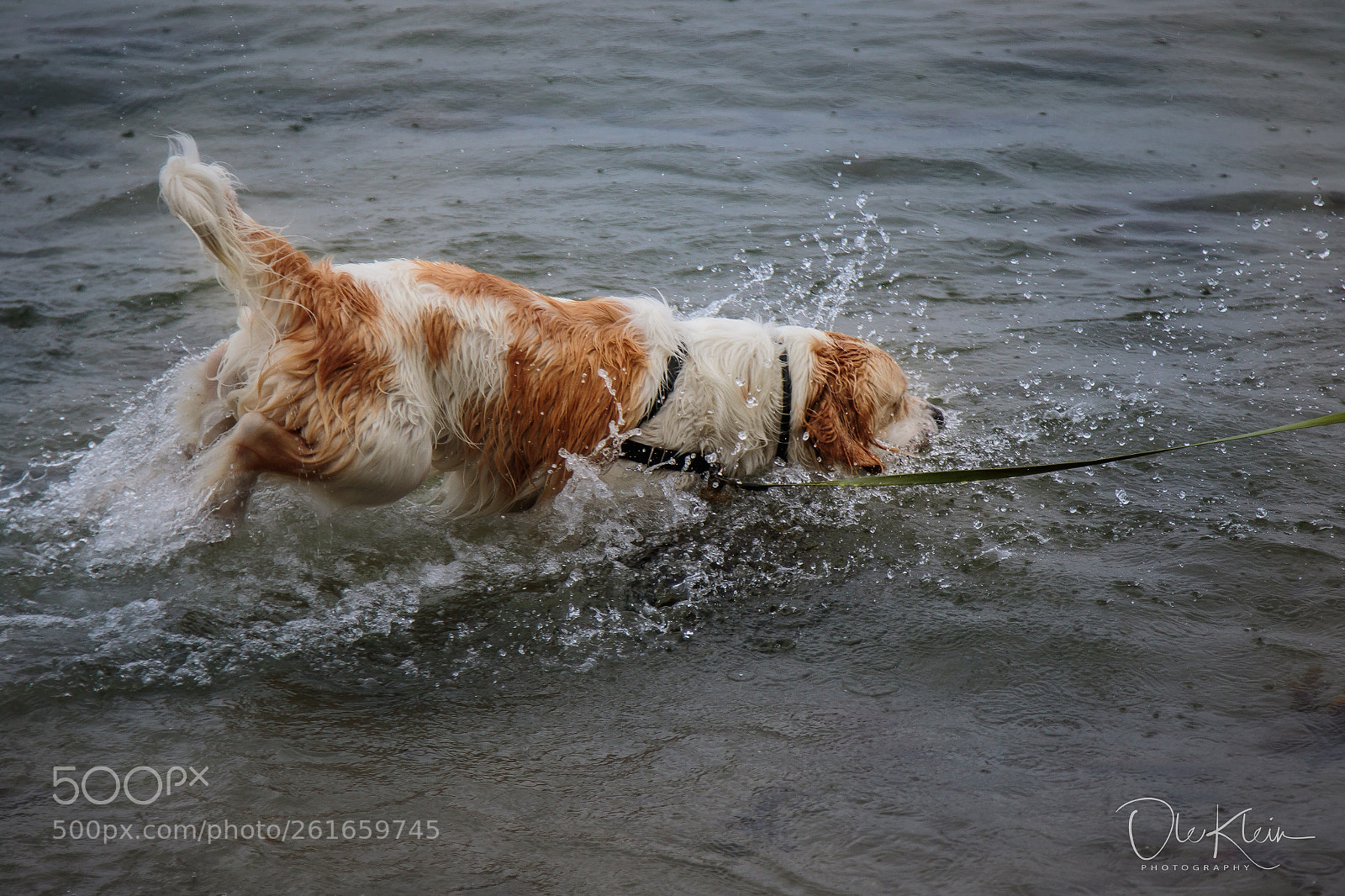 Canon EOS 7D Mark II sample photo. Rex the waterdog.. photography