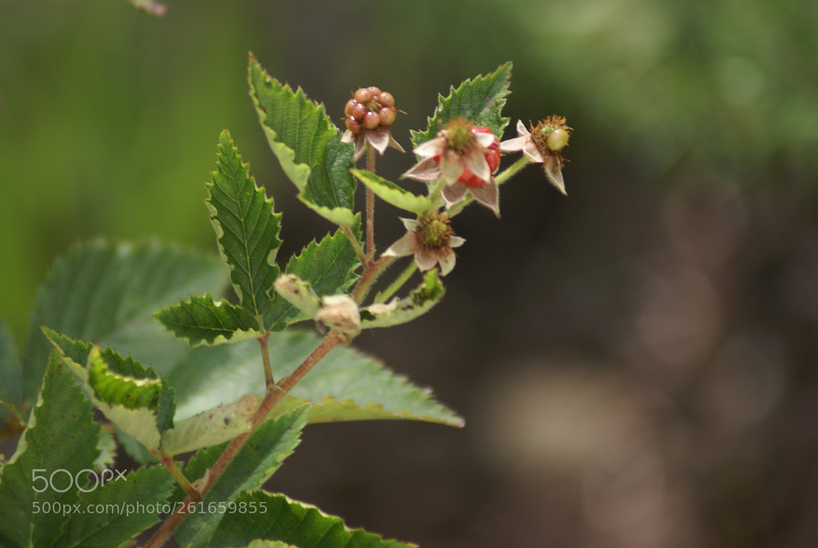 Sony 75-300mm F4.5-5.6 sample photo. Young blackberries photography