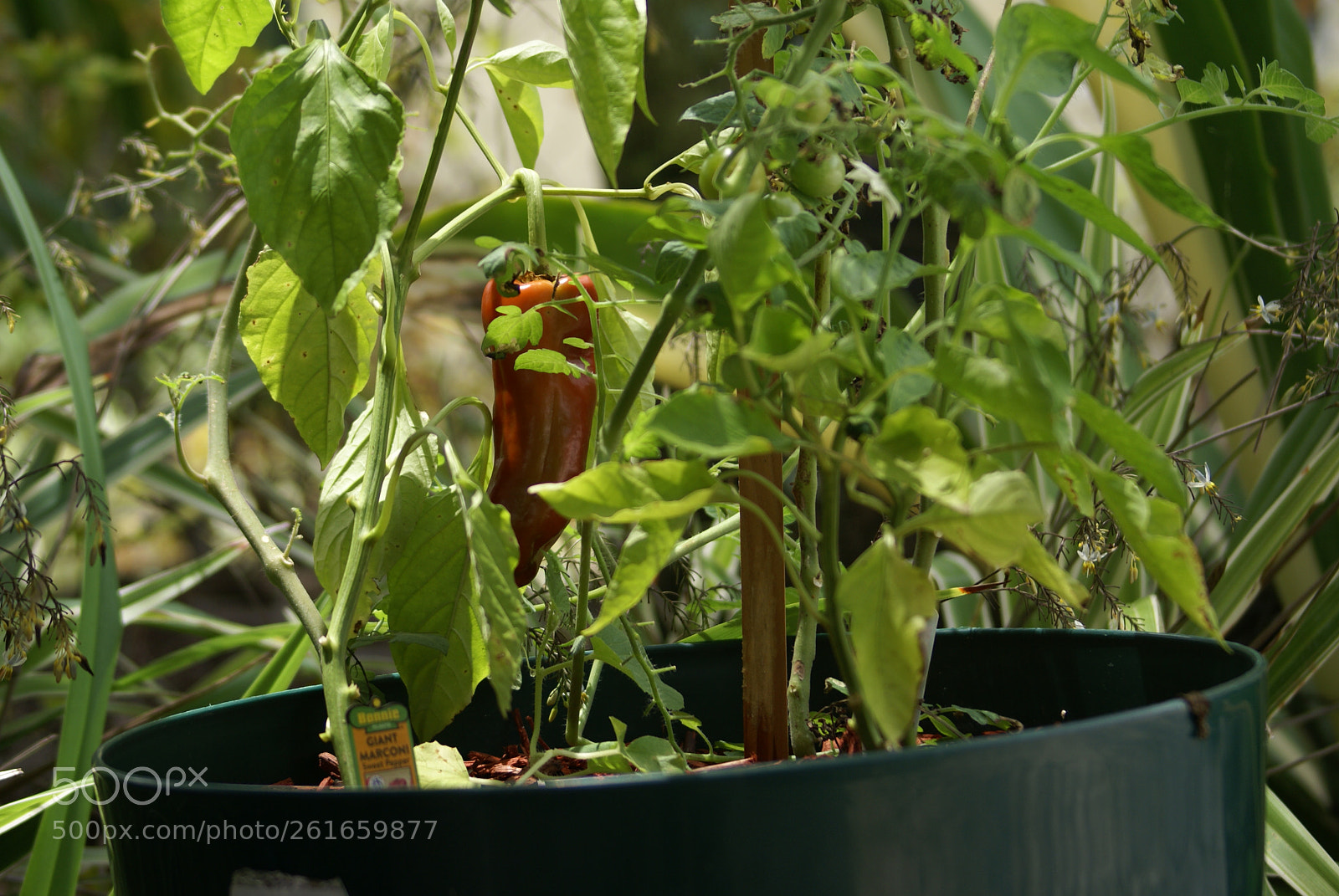 Sony 75-300mm F4.5-5.6 sample photo. Big red photography