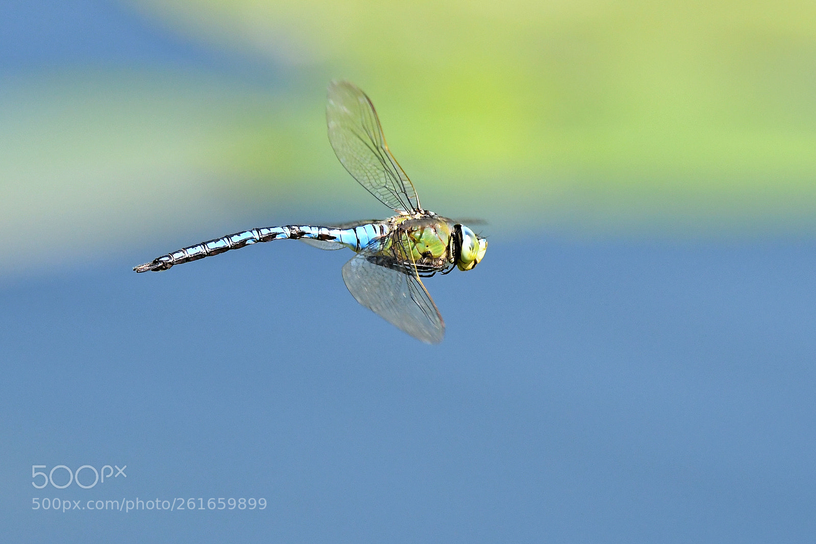Nikon D500 sample photo. Dragonfly photography