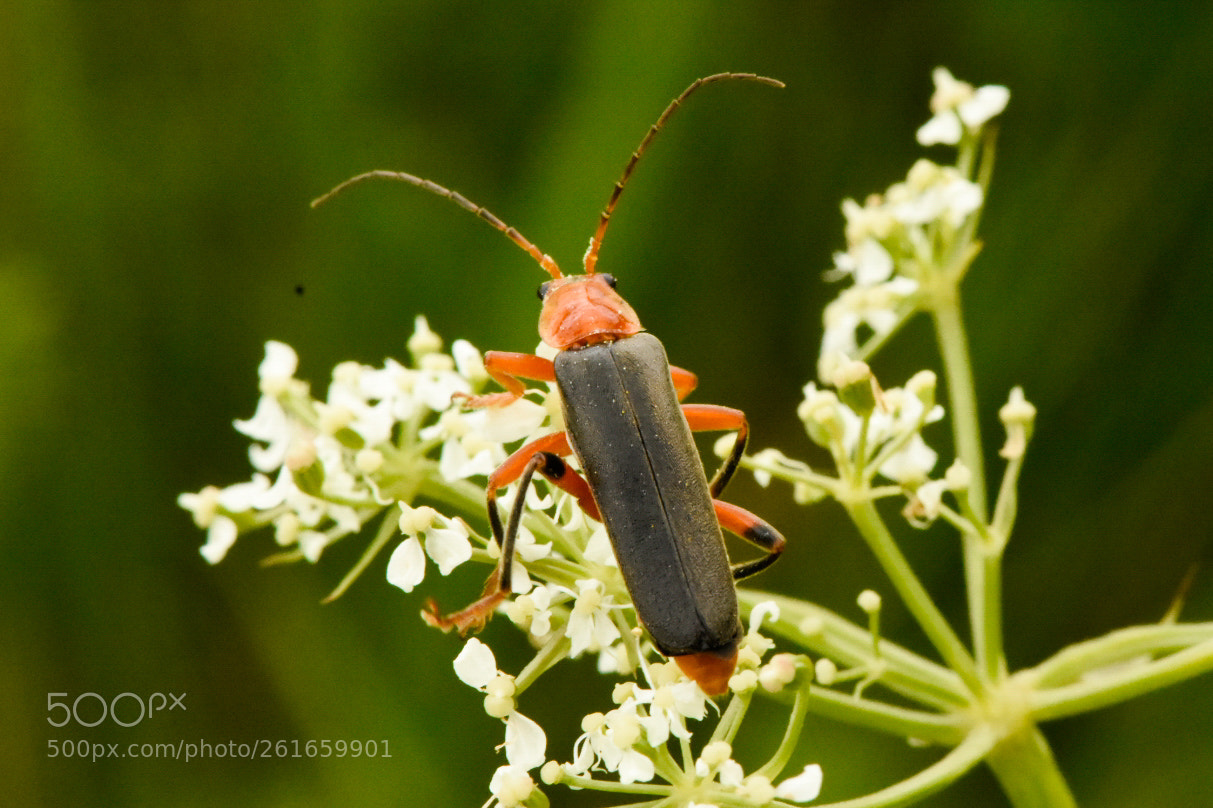 Nikon D7200 sample photo. Curious bug photography