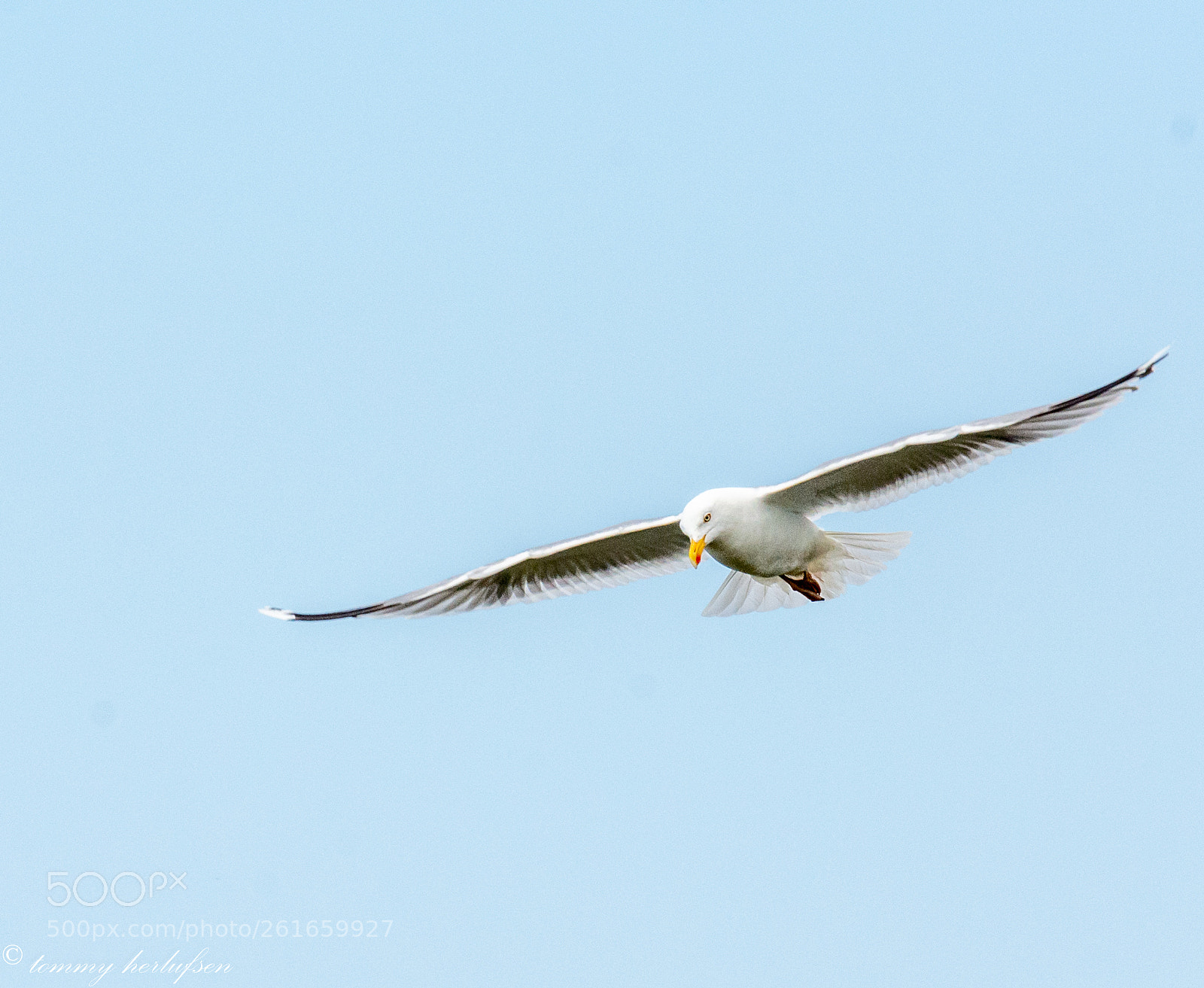 Nikon D7200 sample photo. Dscbirds photography