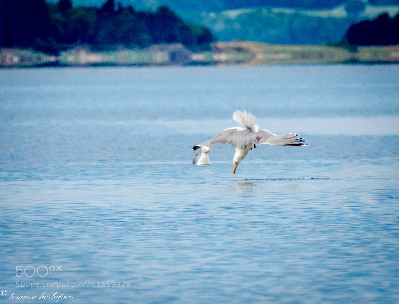 Nikon D7200 sample photo. Dscbirds photography