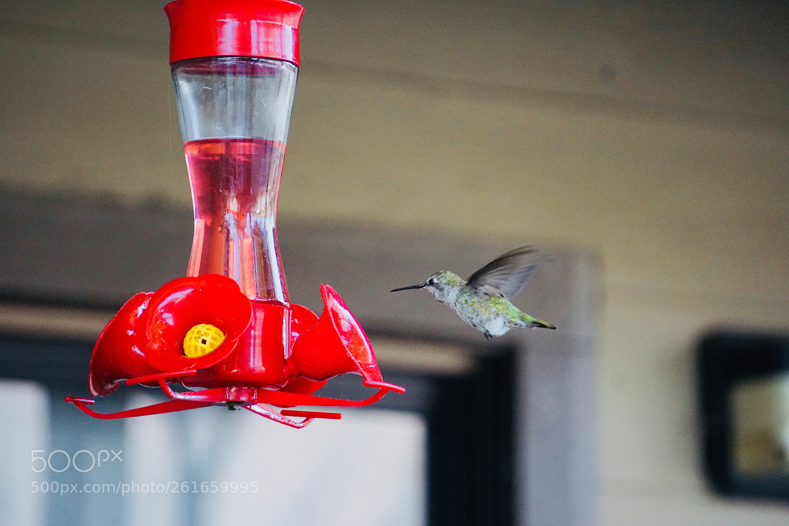 Sony a6000 sample photo. Humming bird photography