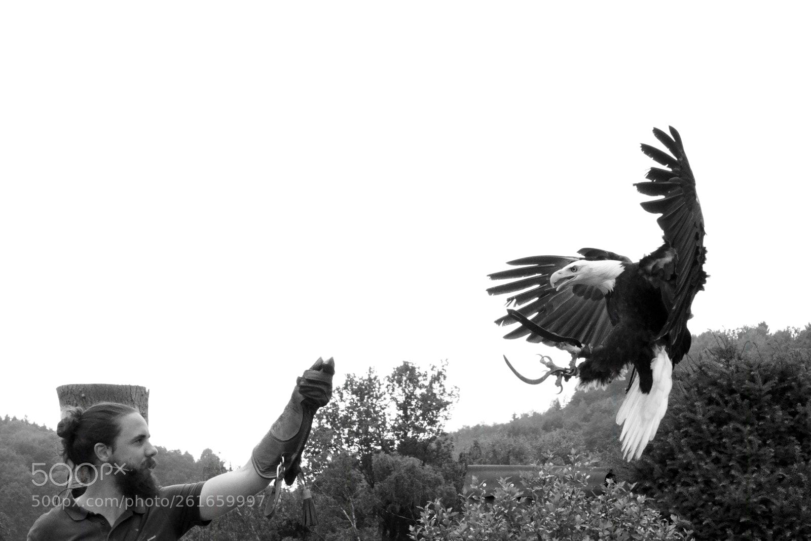 Sony a7R III sample photo. Falconer and bald eagle photography