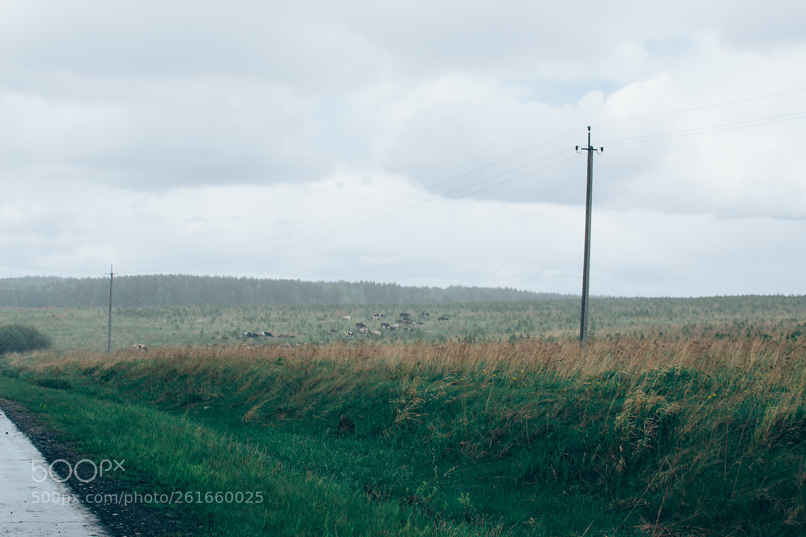 Nikon D3100 sample photo. Pastoral photography