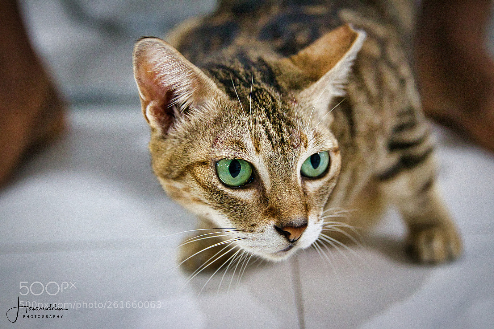 Canon EF 24-70mm F2.8L II USM sample photo. "never loose focus!" photography