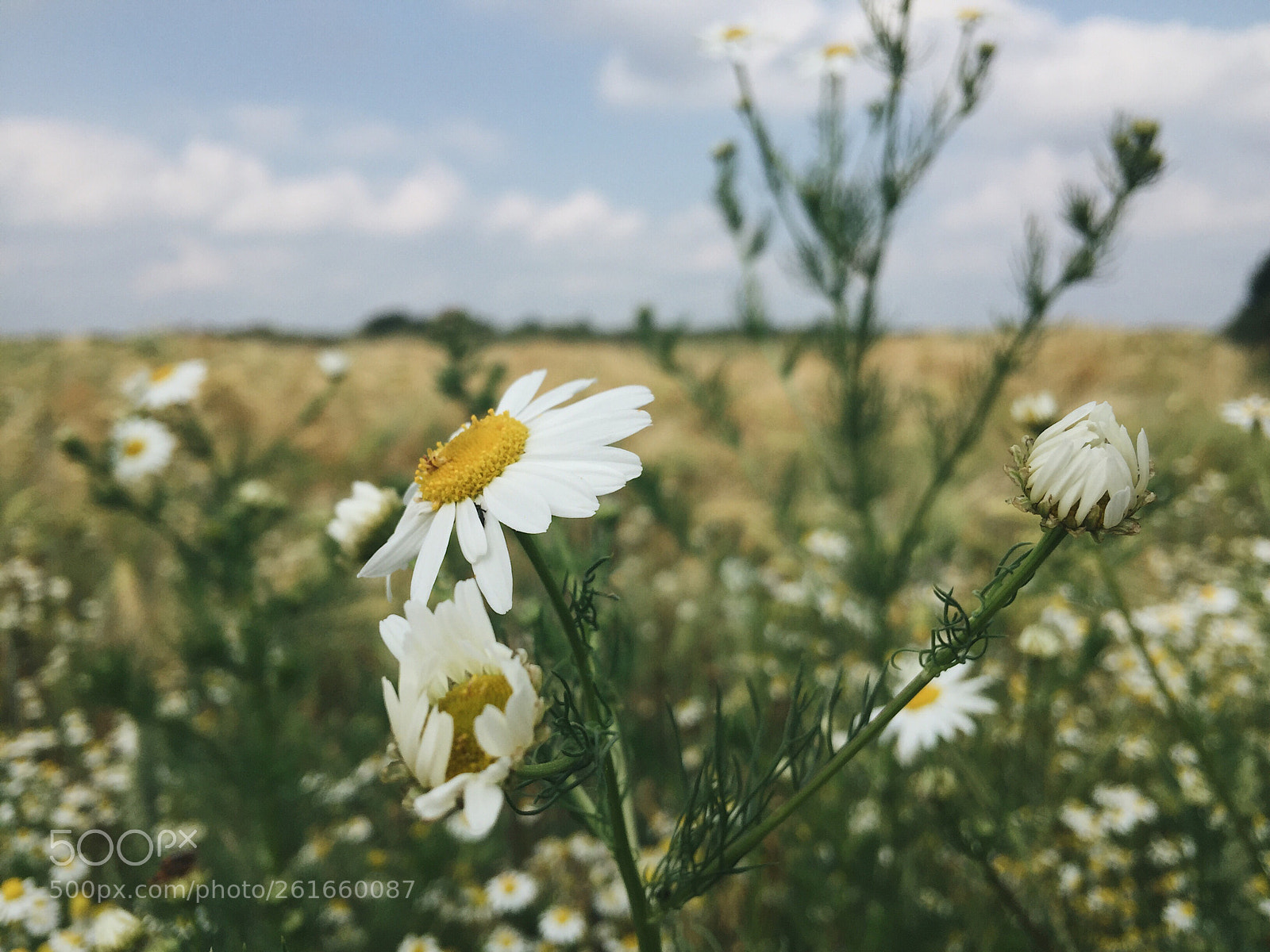 Apple iPhone 6 Plus sample photo. Camomile  photography