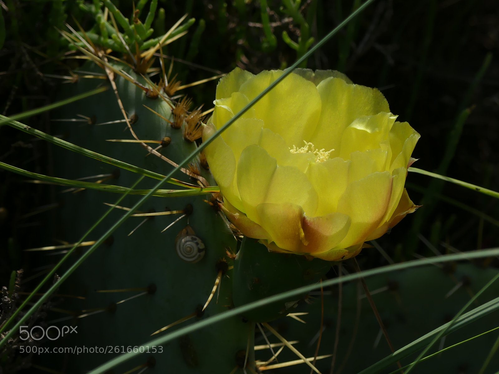 Panasonic Lumix DMC-FZ300 sample photo. Fleure de cactus photography