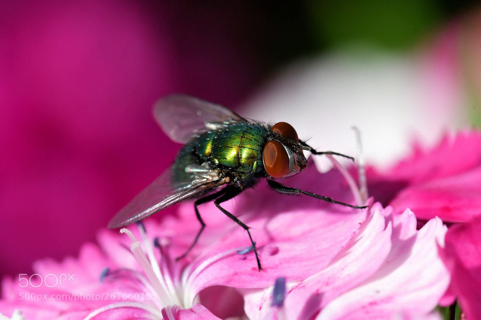 Nikon D500 sample photo. Fly photography