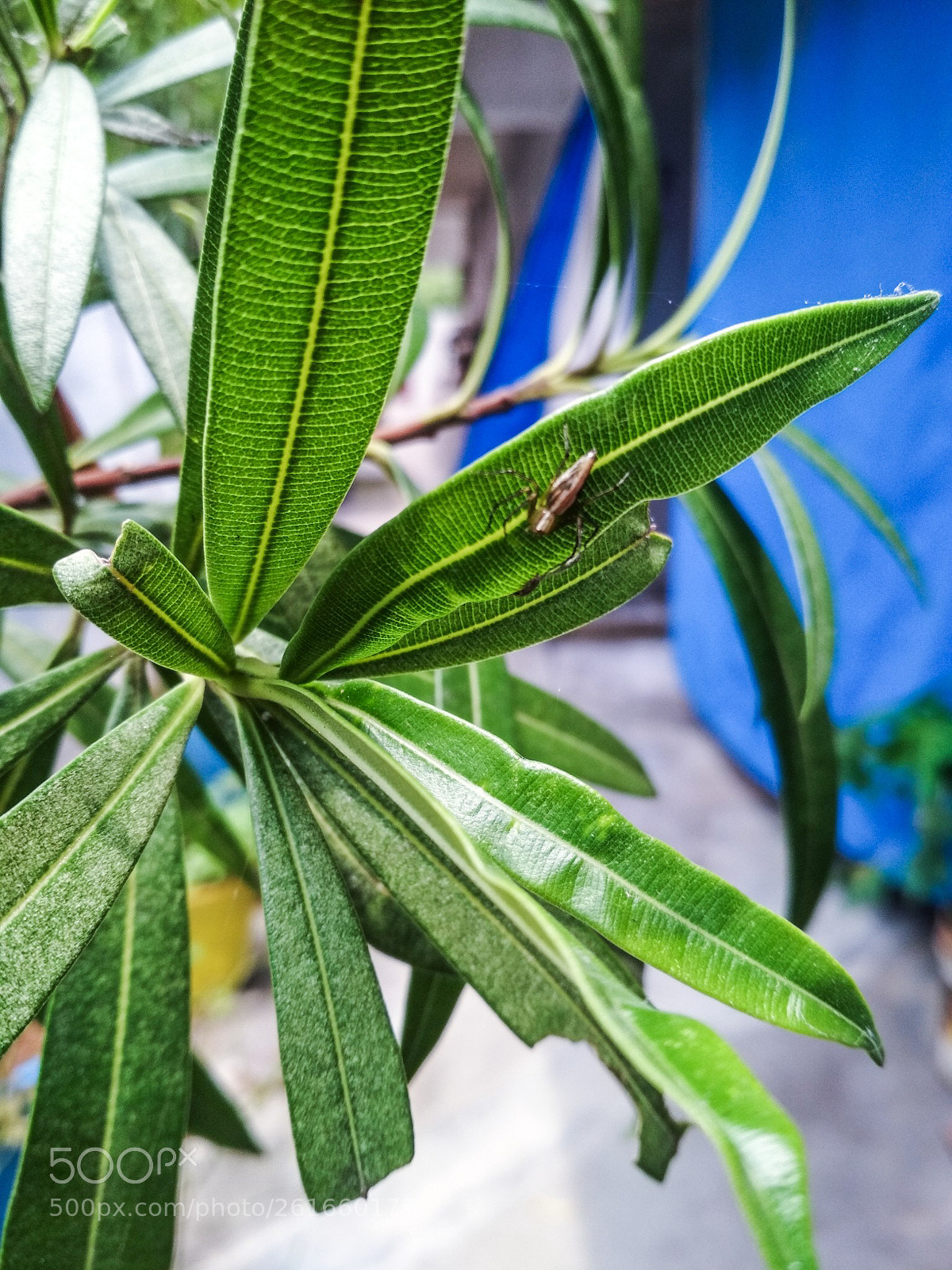 Xiaomi Redmi 4 Pro sample photo. Shot with redmi 4 photography