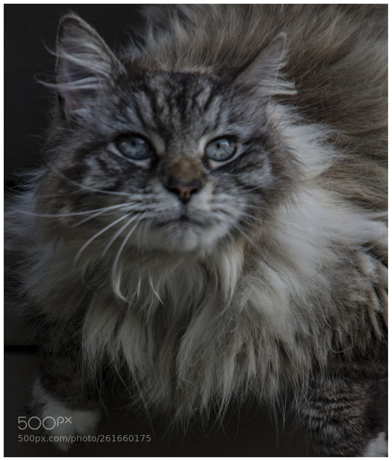 Nikon D7200 sample photo. Our 14 year old cat. photography