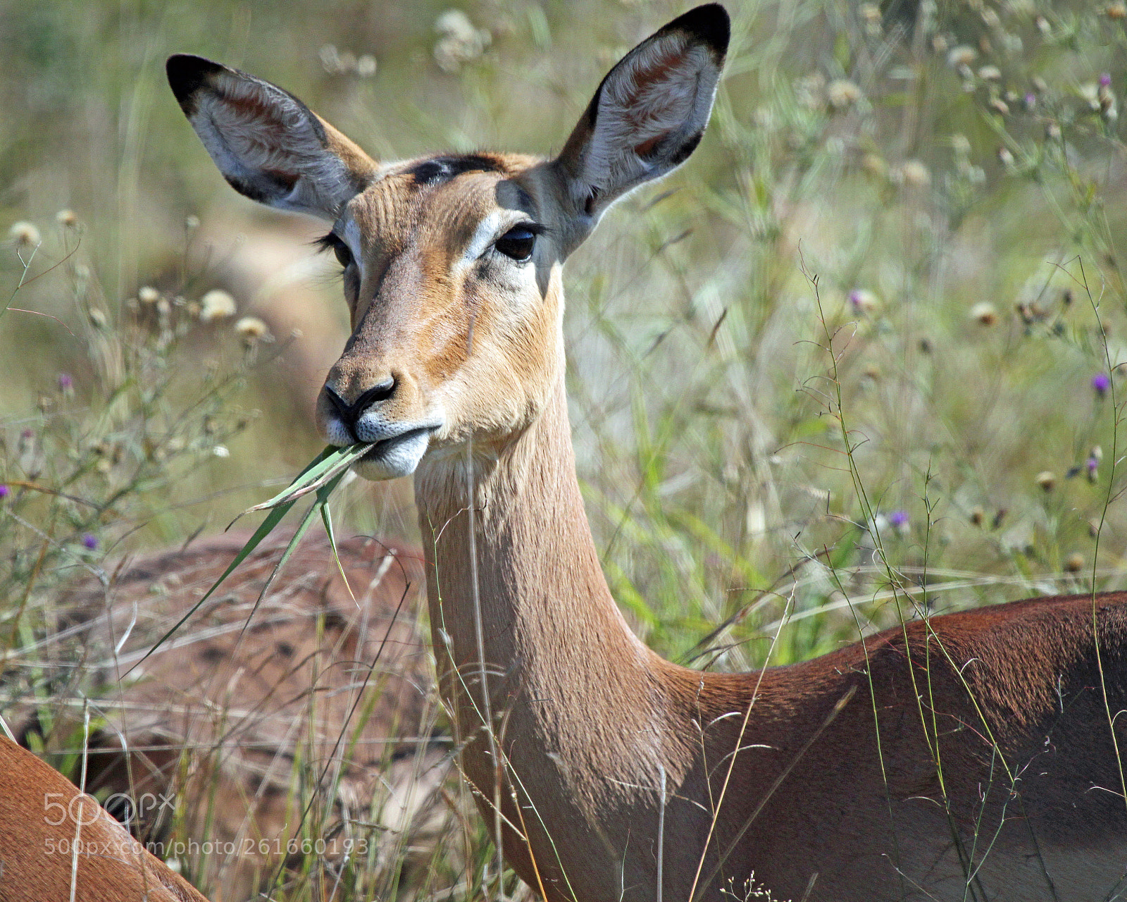 Canon EOS 500D (EOS Rebel T1i / EOS Kiss X3) sample photo. Impala (f) munching photography