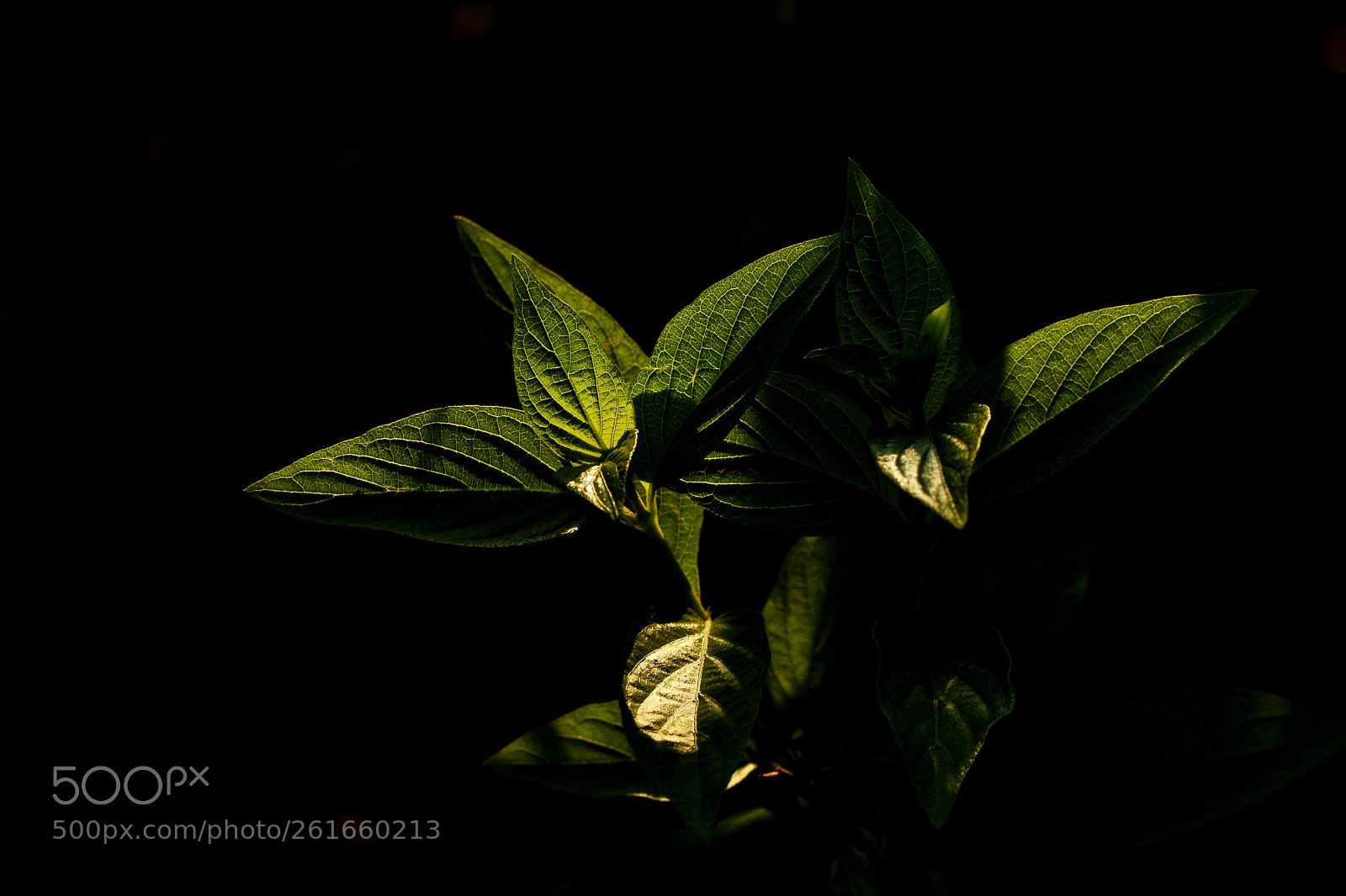 Nikon D7100 sample photo. Untitled photography