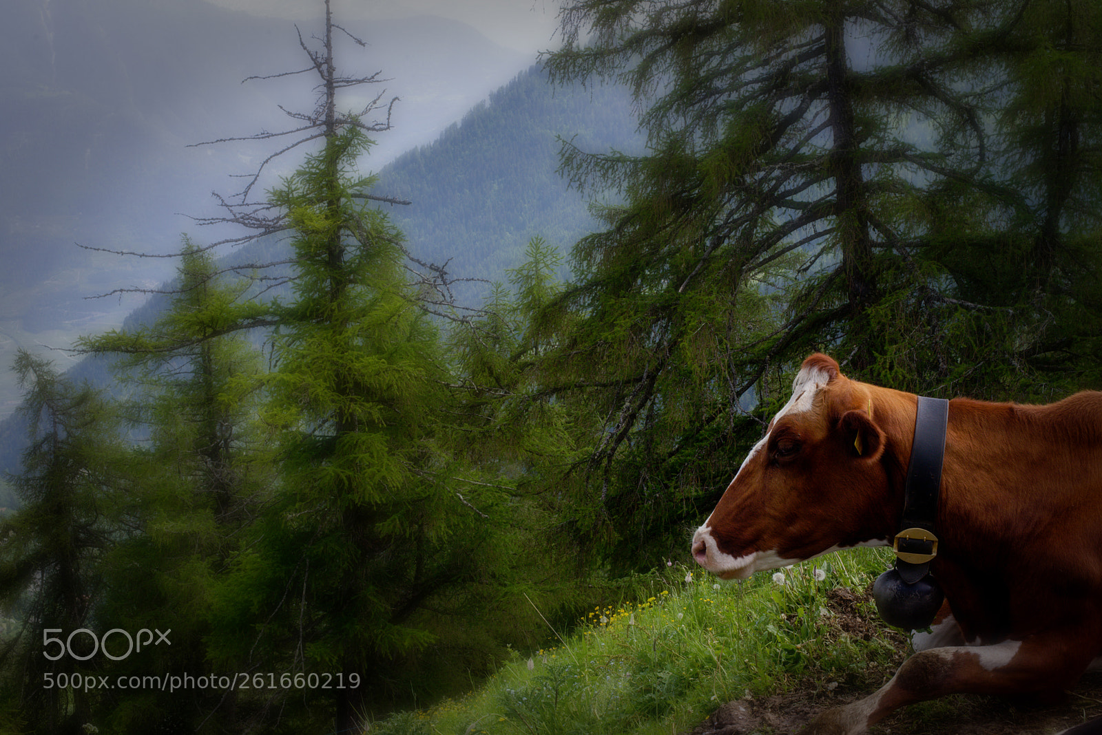 Nikon D610 sample photo. Vache sur l'alpage photography