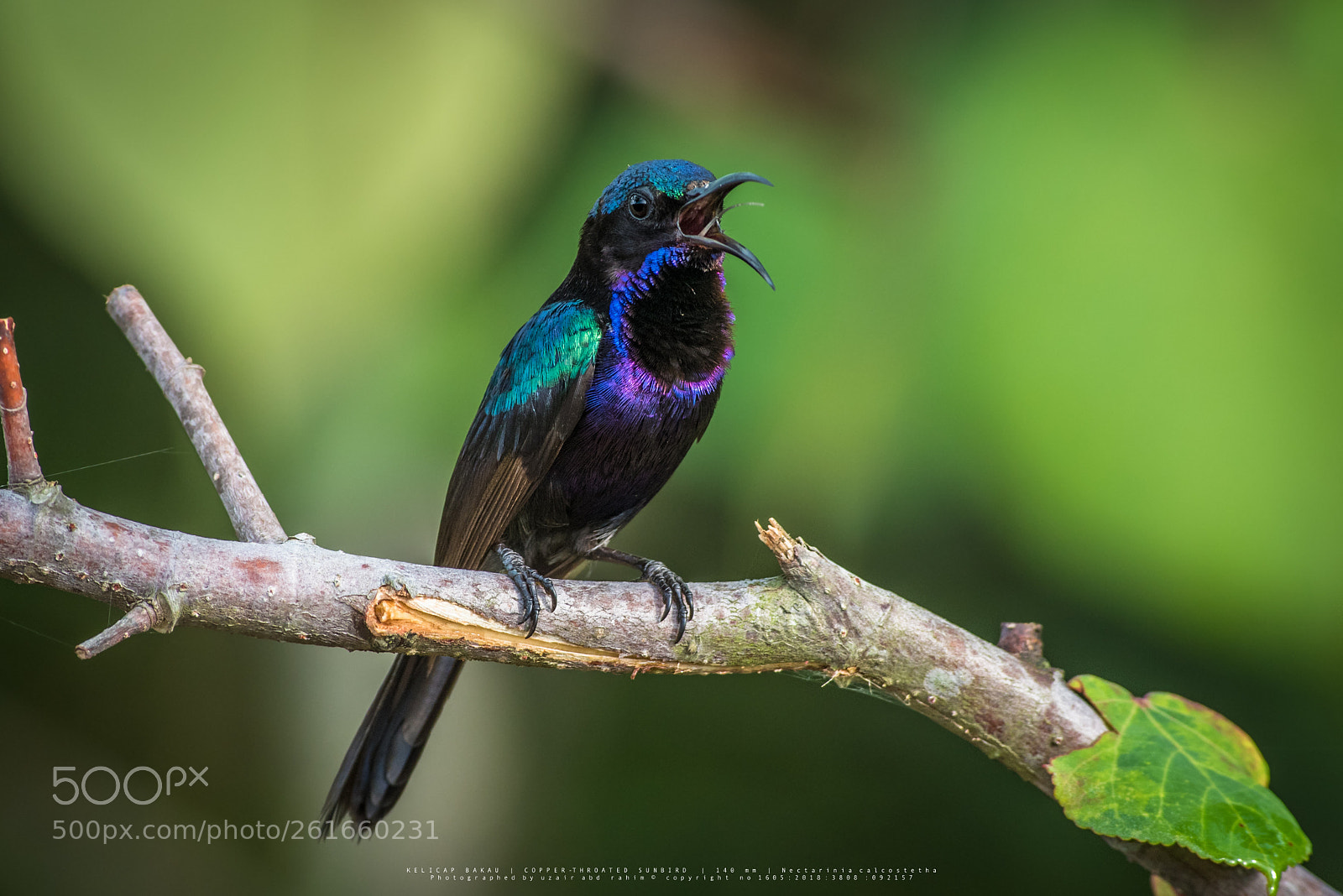 Nikon D810 sample photo. Copper-throated sunbird (male) photography