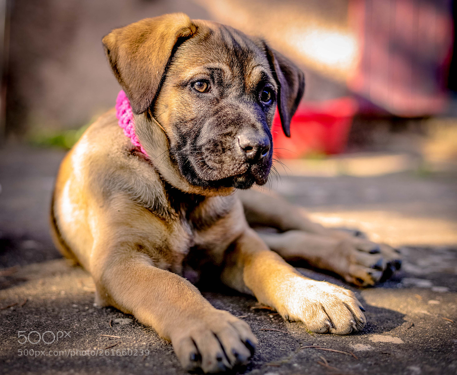 Canon EOS 6D Mark II sample photo. Ollie... photography
