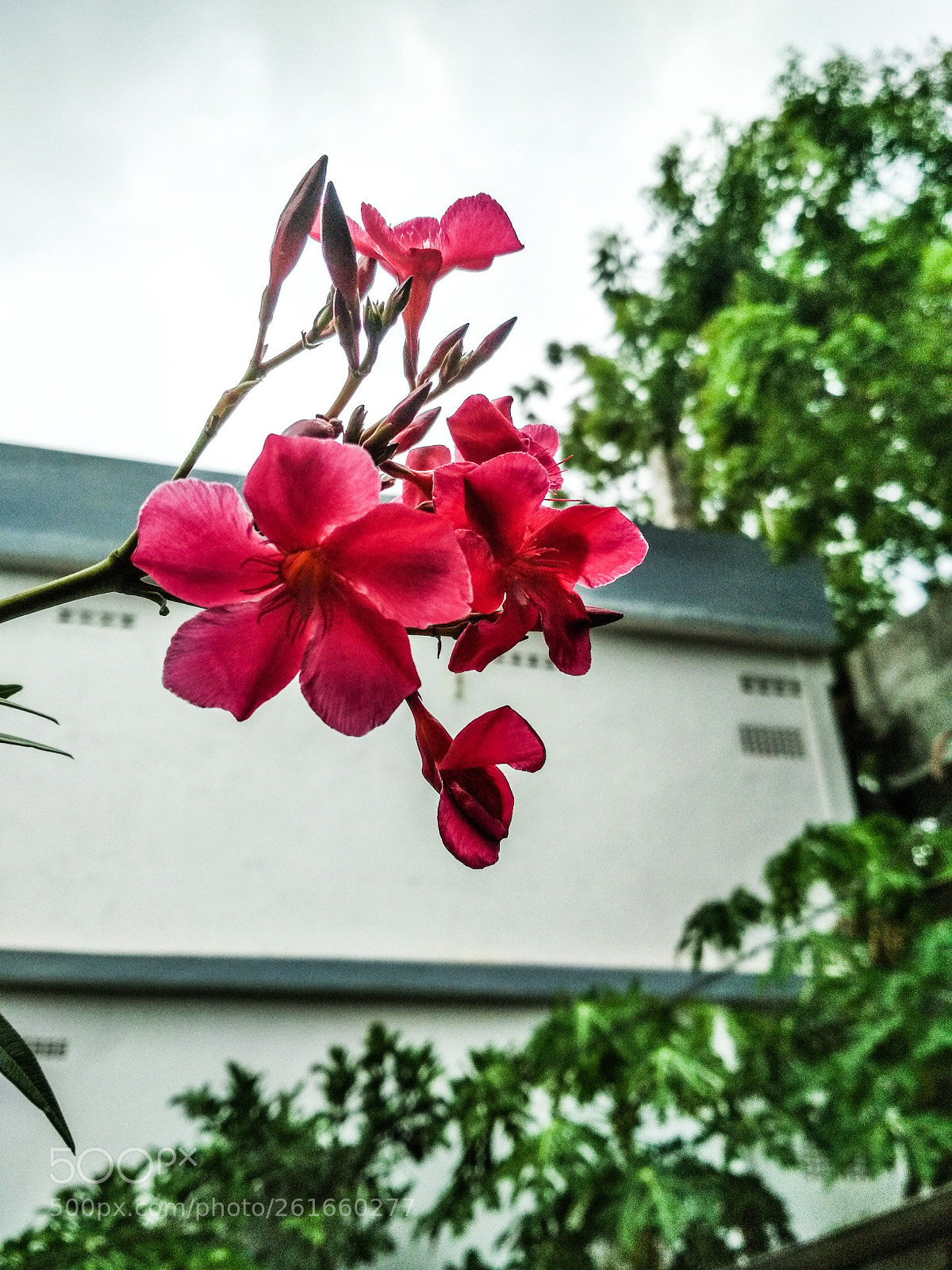 Xiaomi Redmi 4 Pro sample photo. Picture 3 photography