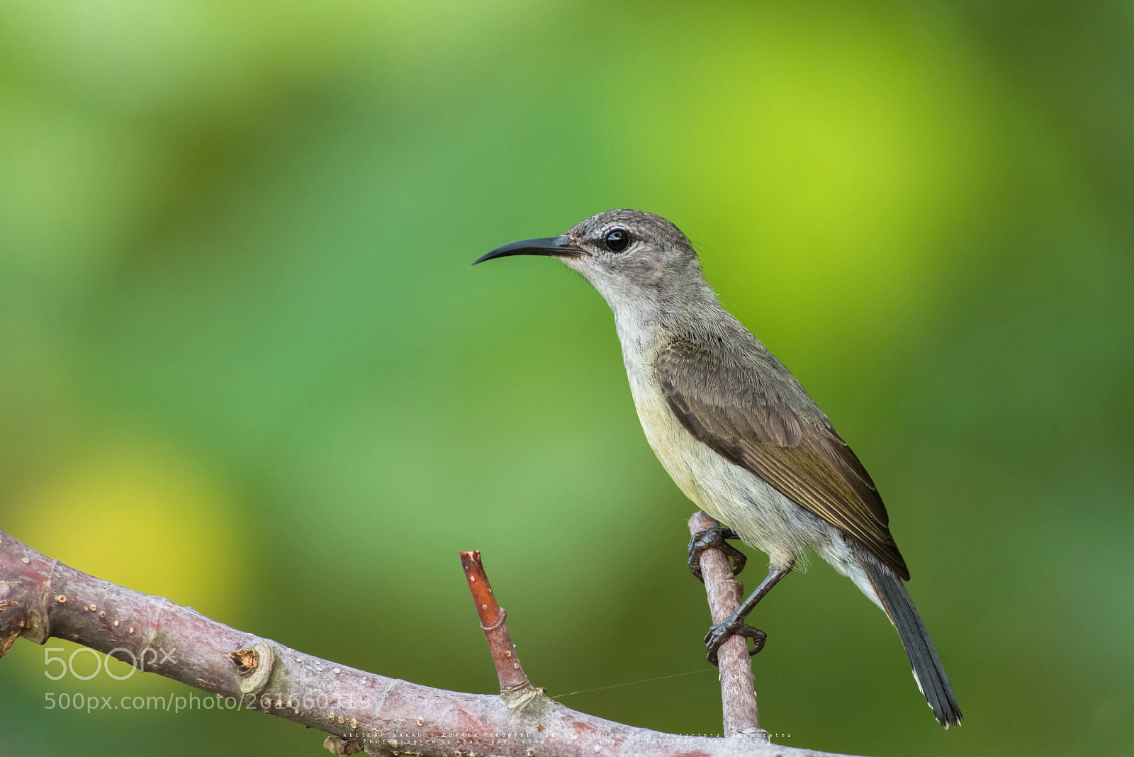 Nikon D810 sample photo. Copper-throated sunbird (female) photography