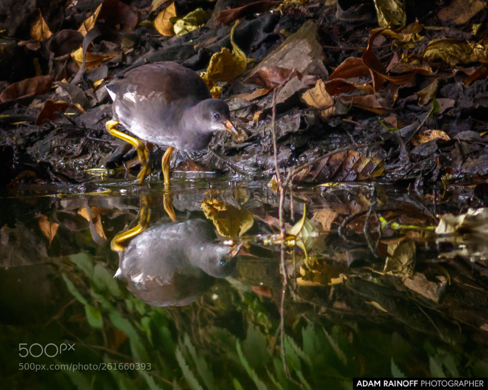 Canon EOS 70D sample photo. Juvenile common gallinule cordoba photography