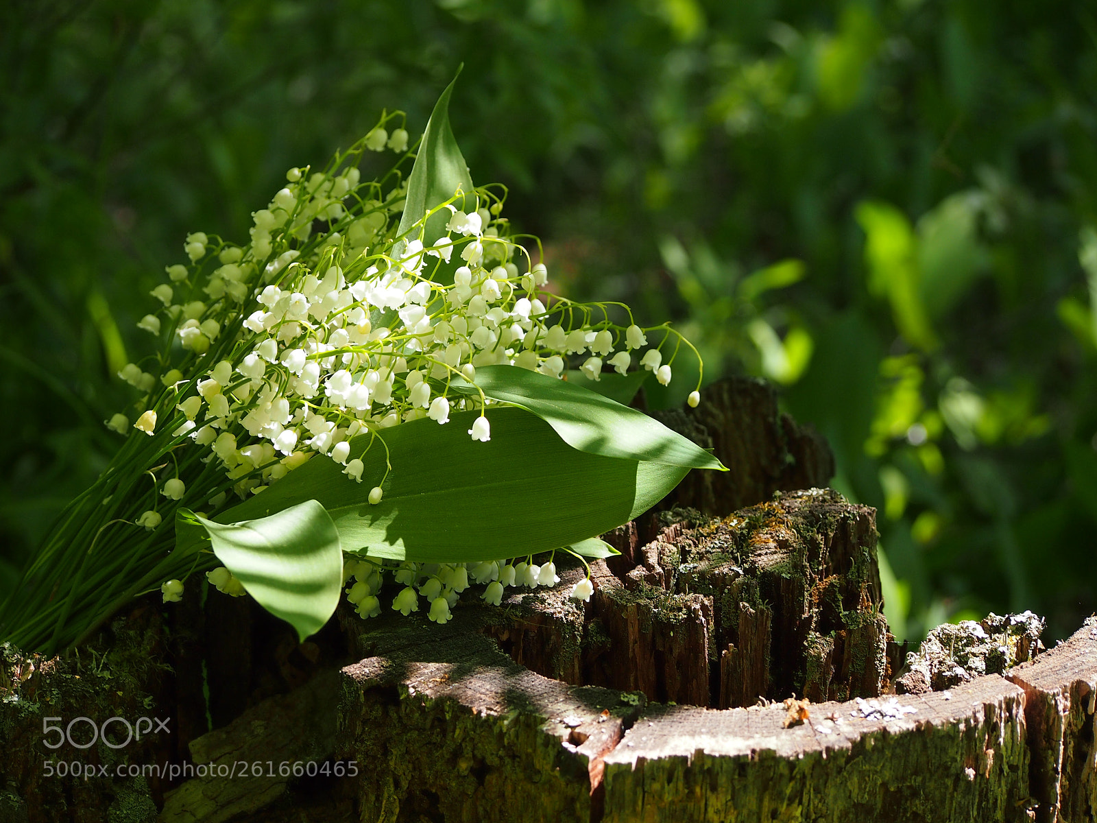 Olympus PEN E-PM1 sample photo. The faun bouquet. photography