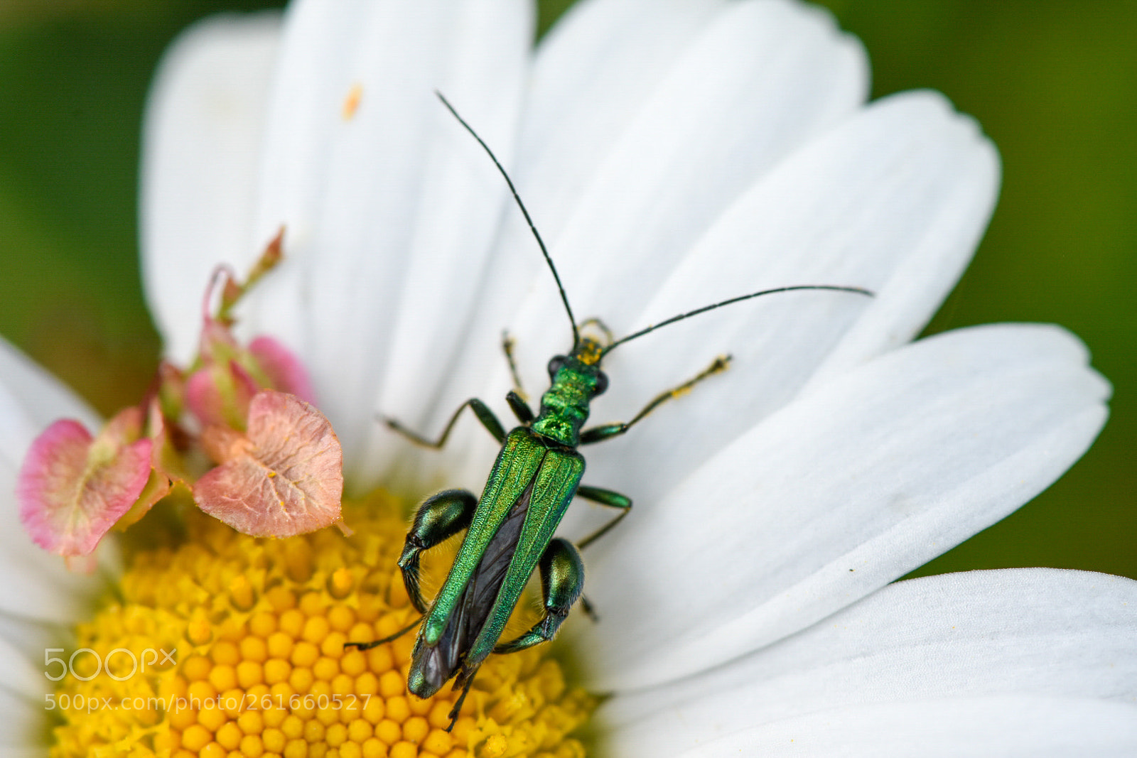 Nikon D7200 sample photo. Metalic green bug photography