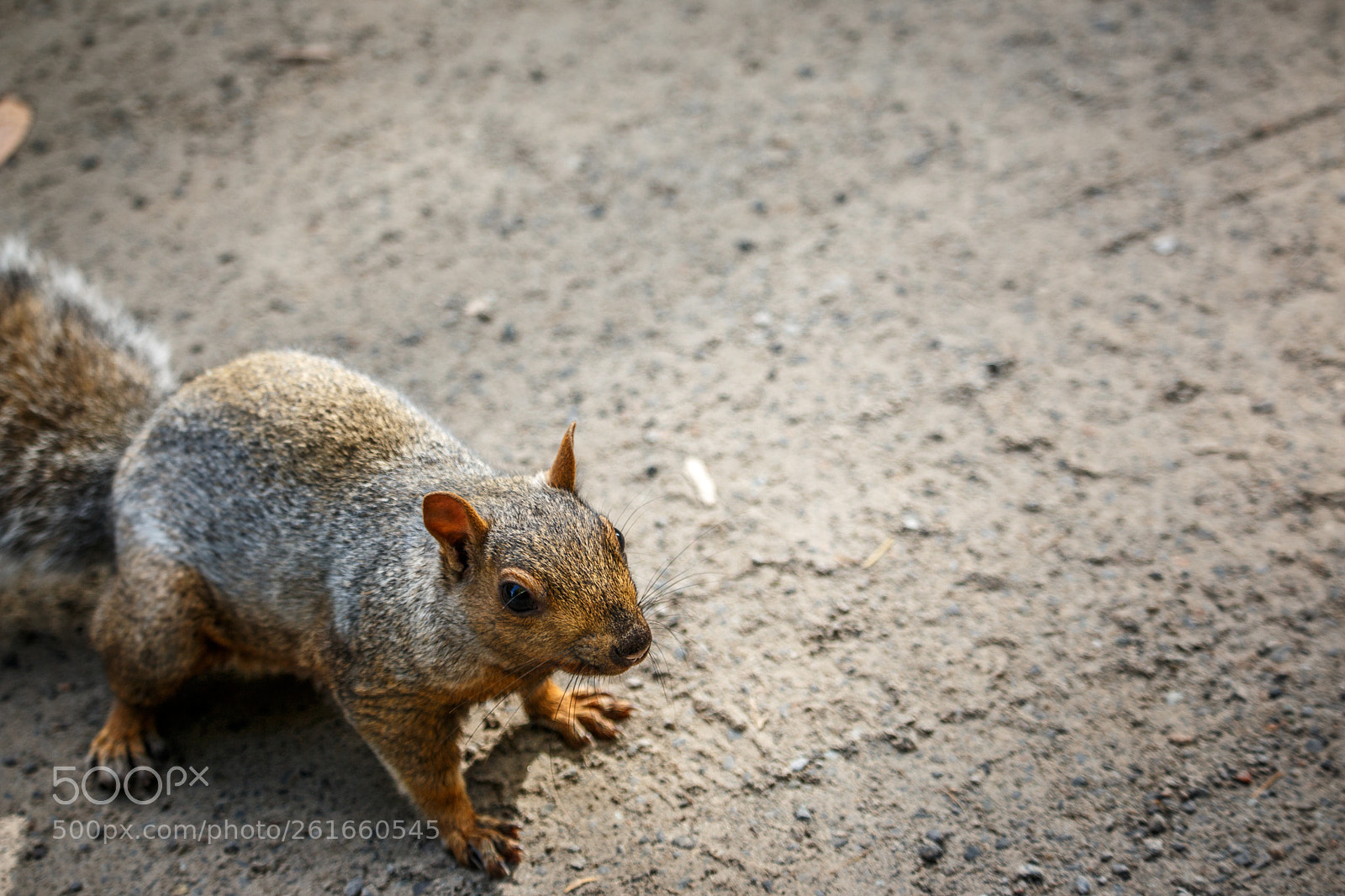 Canon EOS 70D sample photo. Squirel attack photography