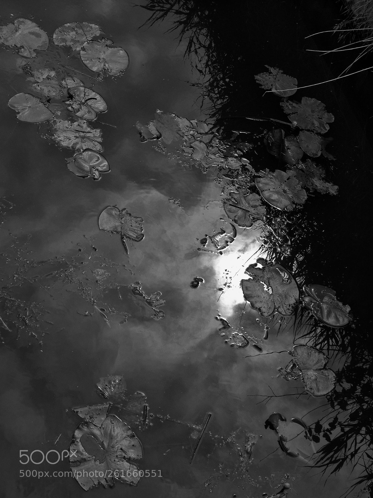 Canon PowerShot SX620 HS sample photo. Waterplants photography