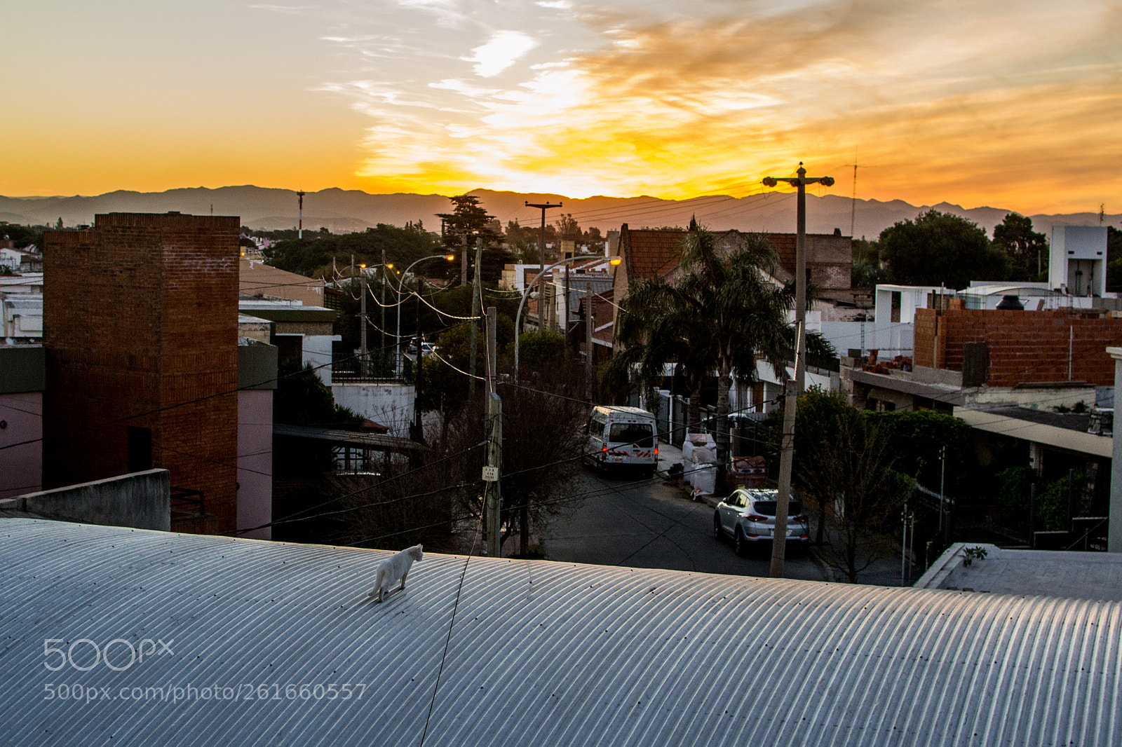 Nikon D3100 sample photo. King of the roof photography