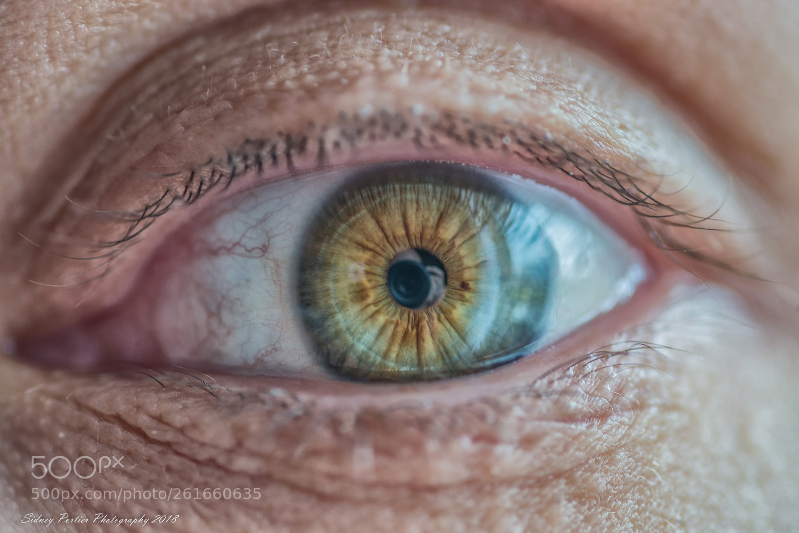 Nikon D600 sample photo. The eye photography