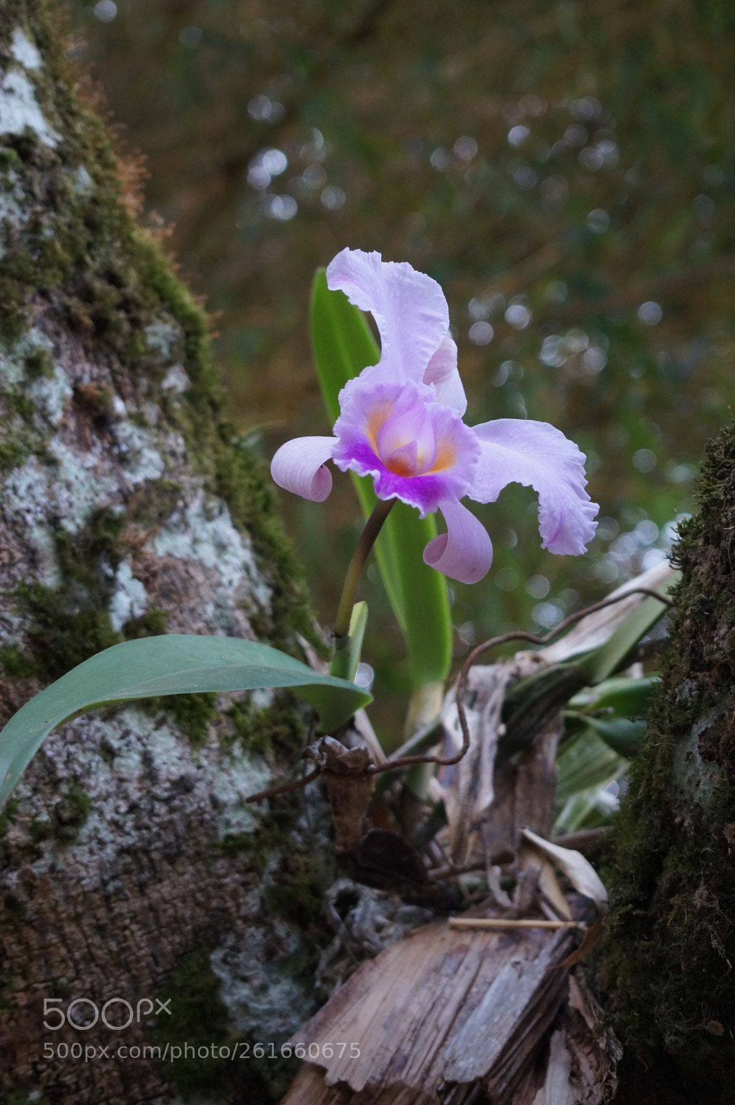 Sony Alpha a3500 sample photo. Orquidea photography