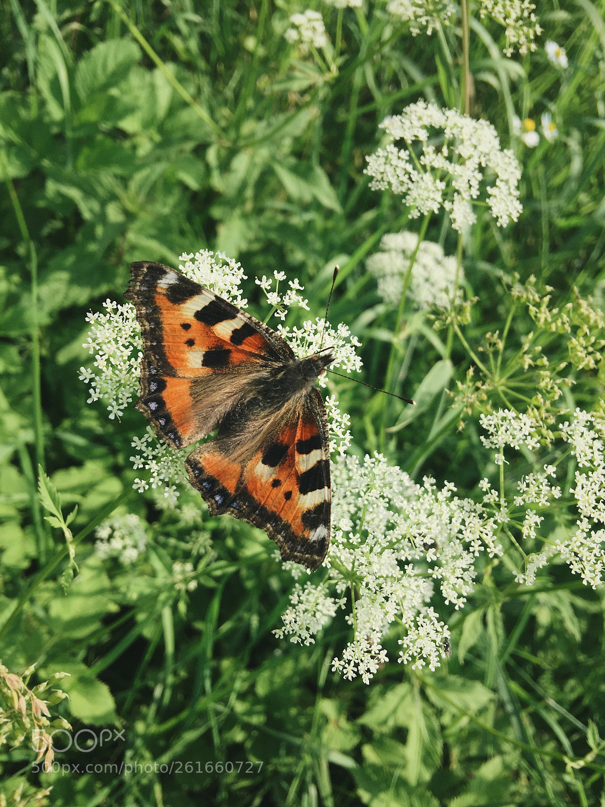 Apple iPhone 6 Plus sample photo. Butterfly photography