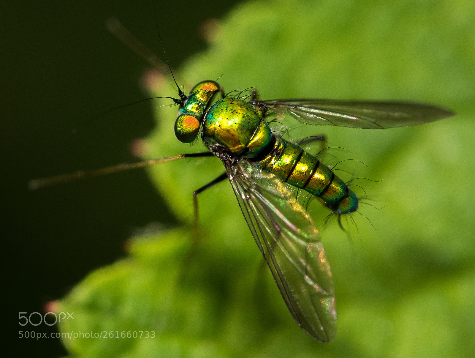 Nikon D750 sample photo. Green fly 2 photography
