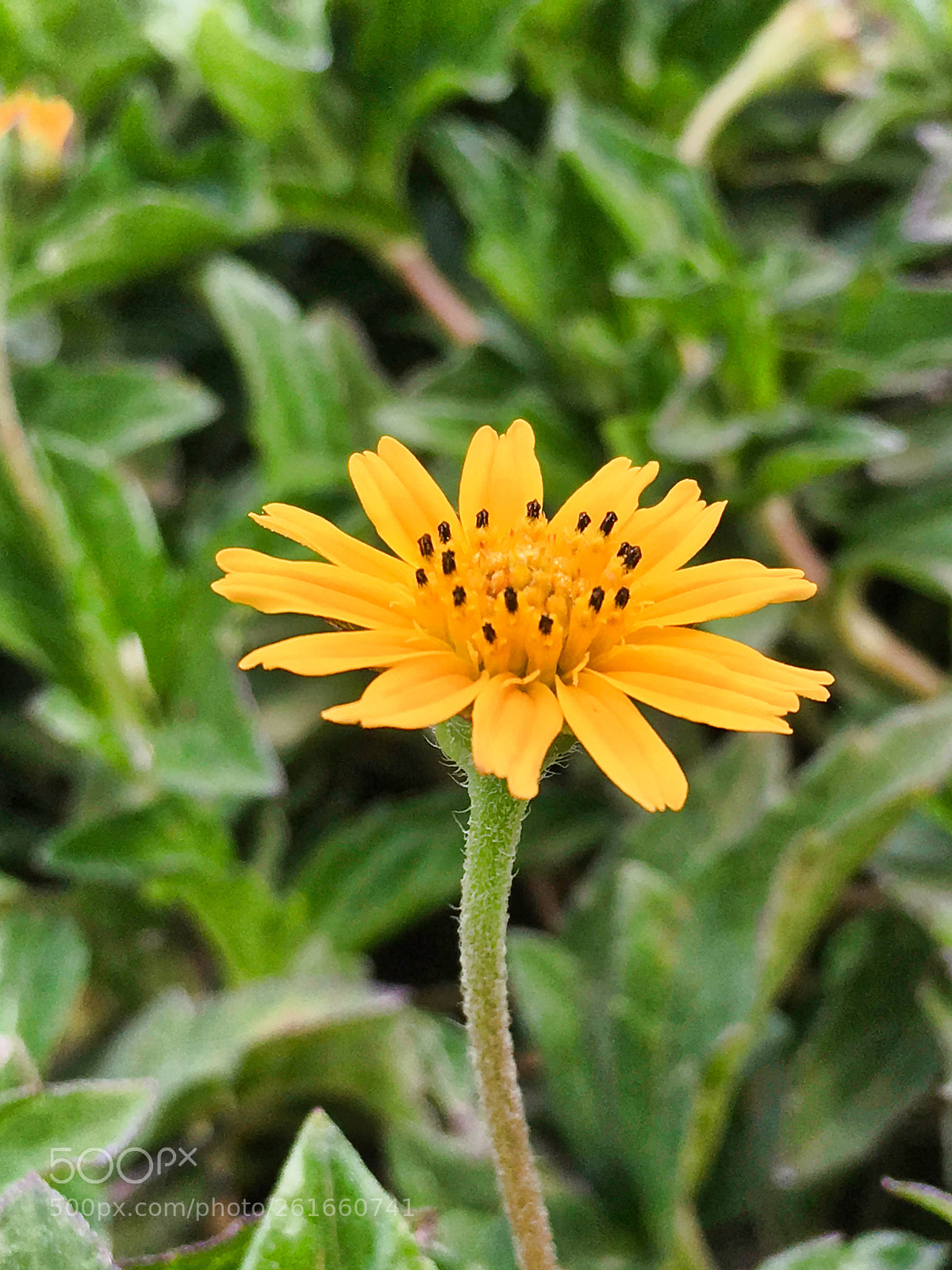 Apple iPhone SE sample photo. Oh vow happy photography
