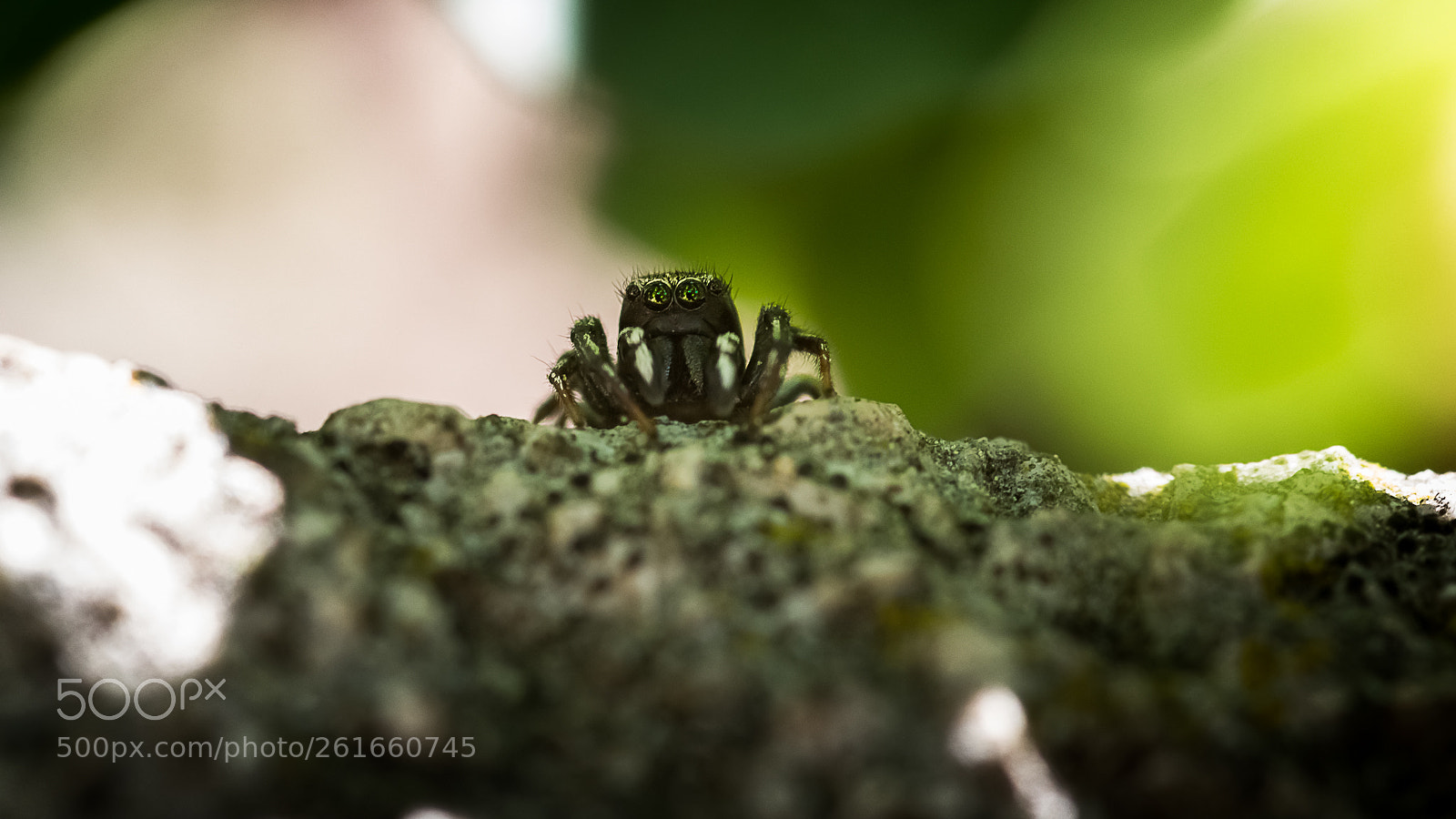 Nikon D3300 sample photo. Spider in the dark photography
