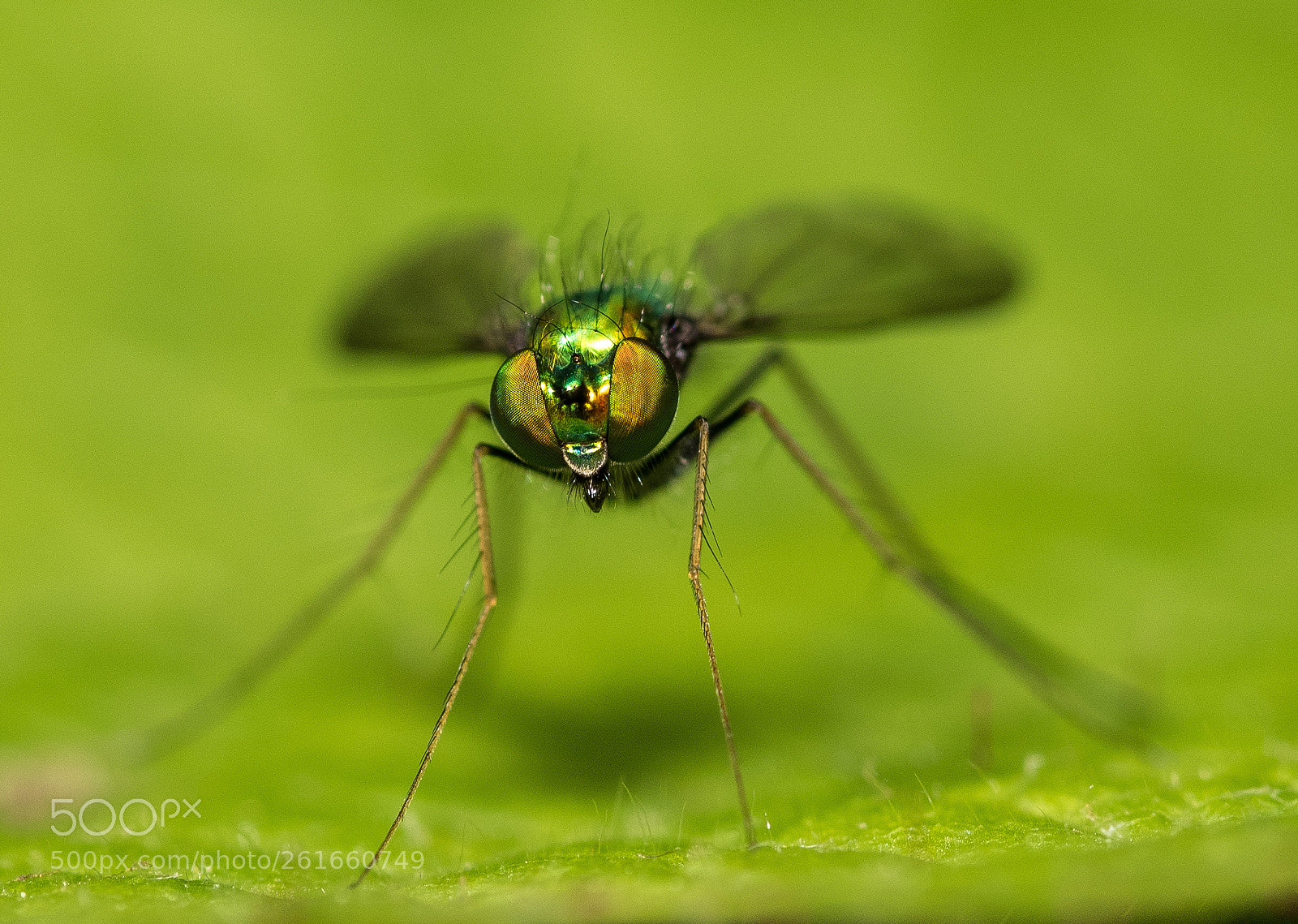 Nikon D750 sample photo. Green fly photography