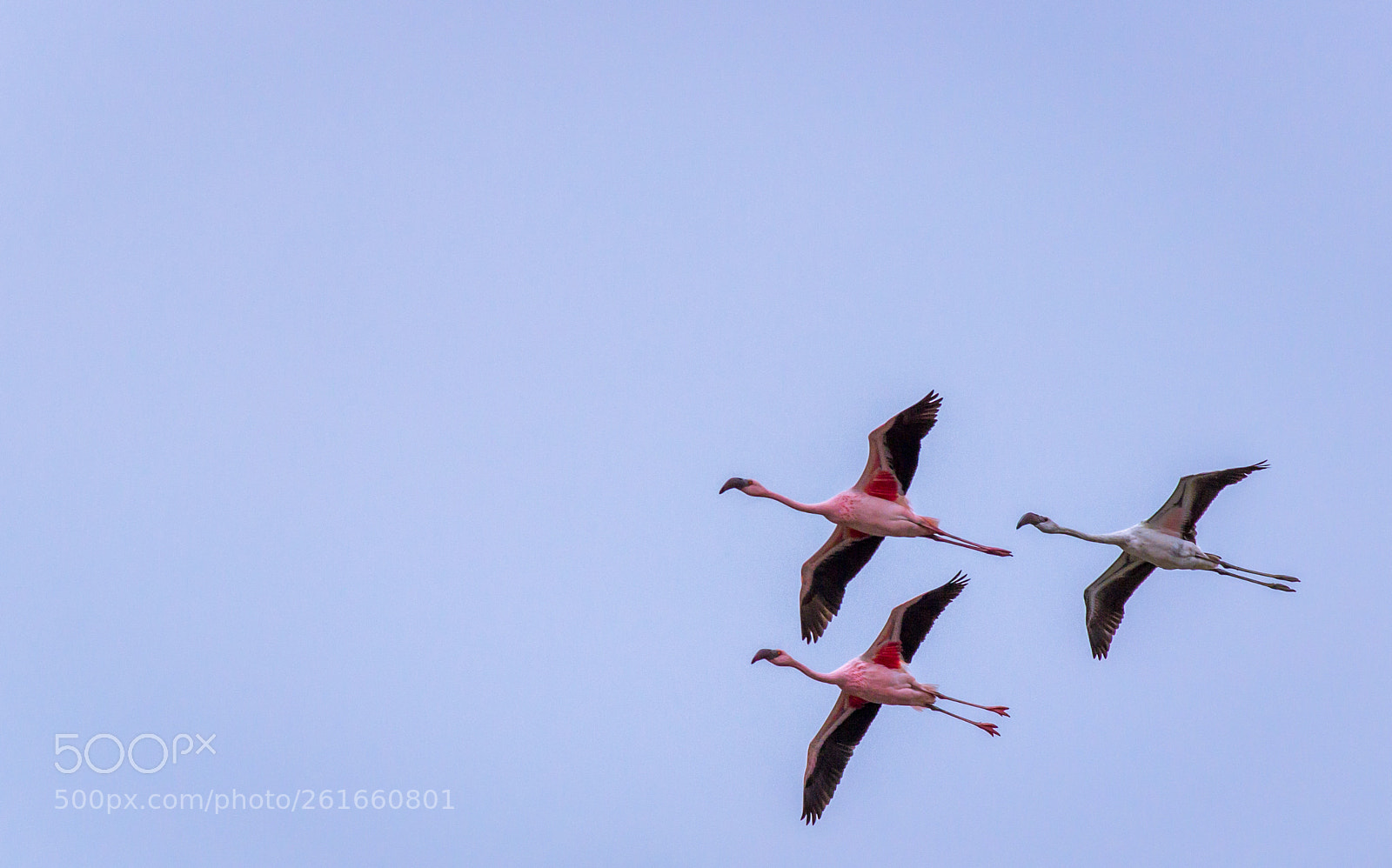 Canon EOS 600D (Rebel EOS T3i / EOS Kiss X5) sample photo. Pink beauties! photography