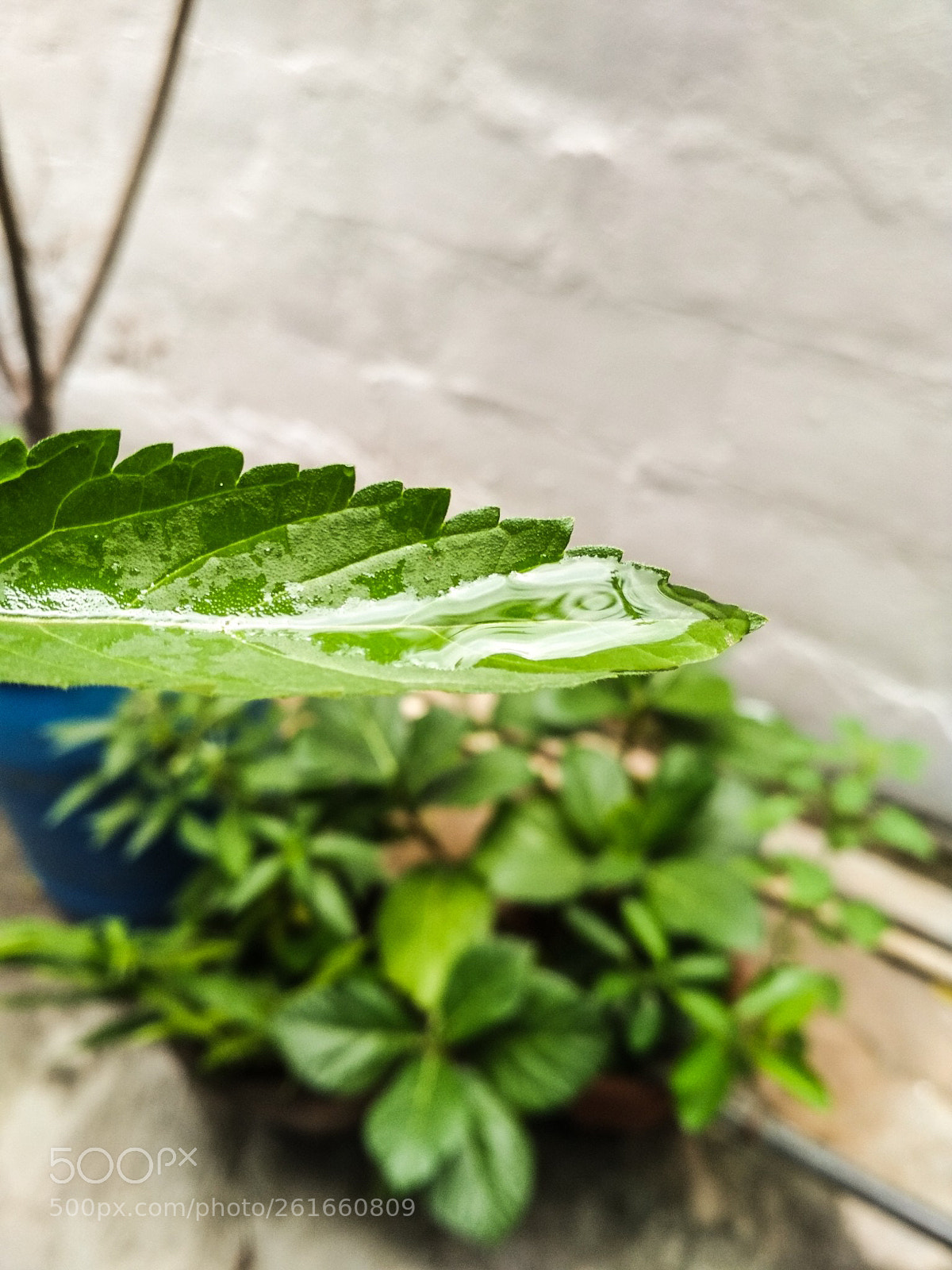 Xiaomi Redmi 4 Pro sample photo. Picture 5 photography