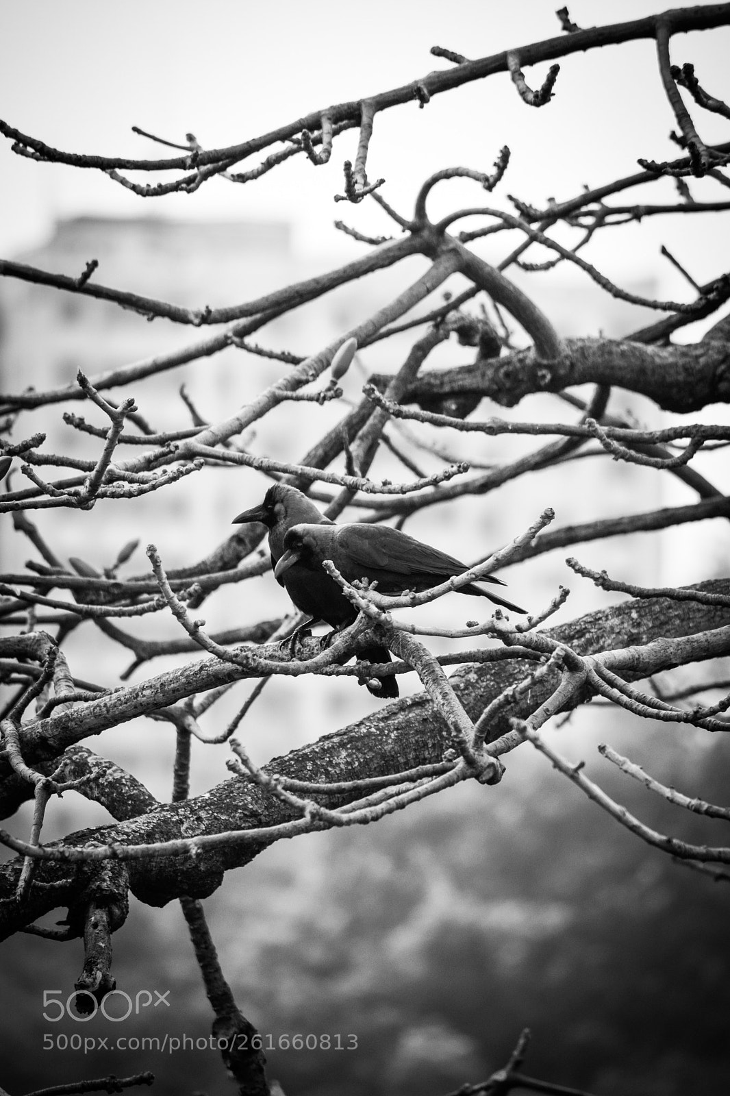 Nikon D5300 sample photo. Lifer her black & white photography