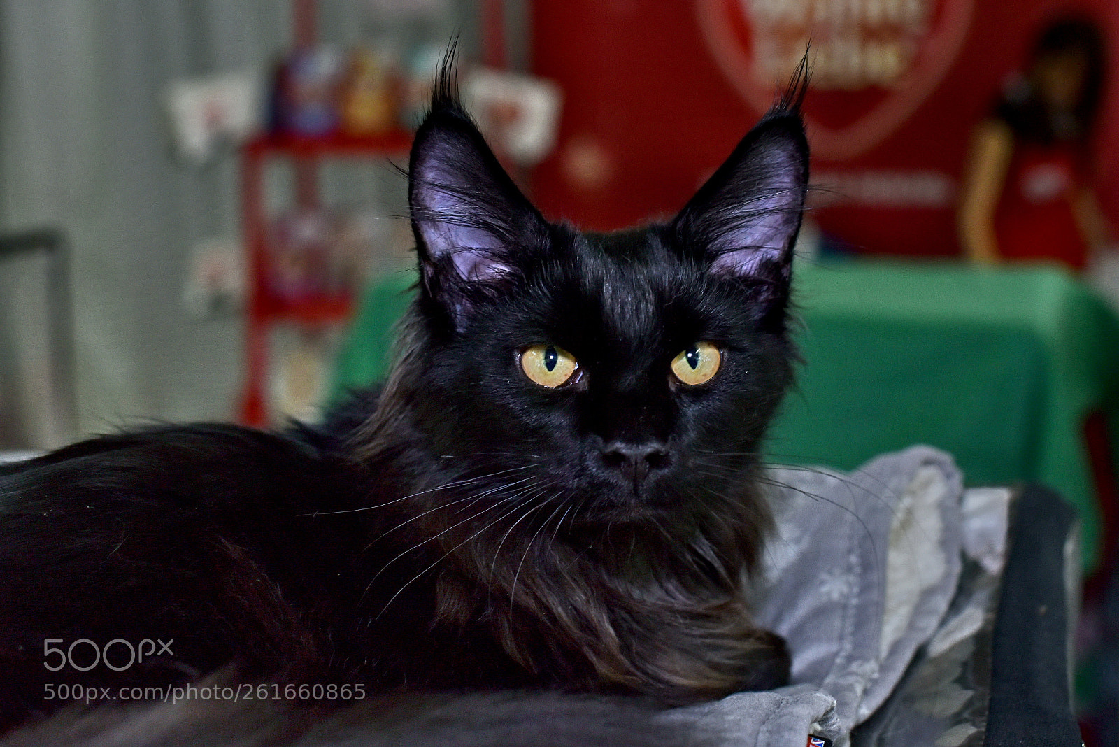 Nikon D750 sample photo. Black maine coon photography