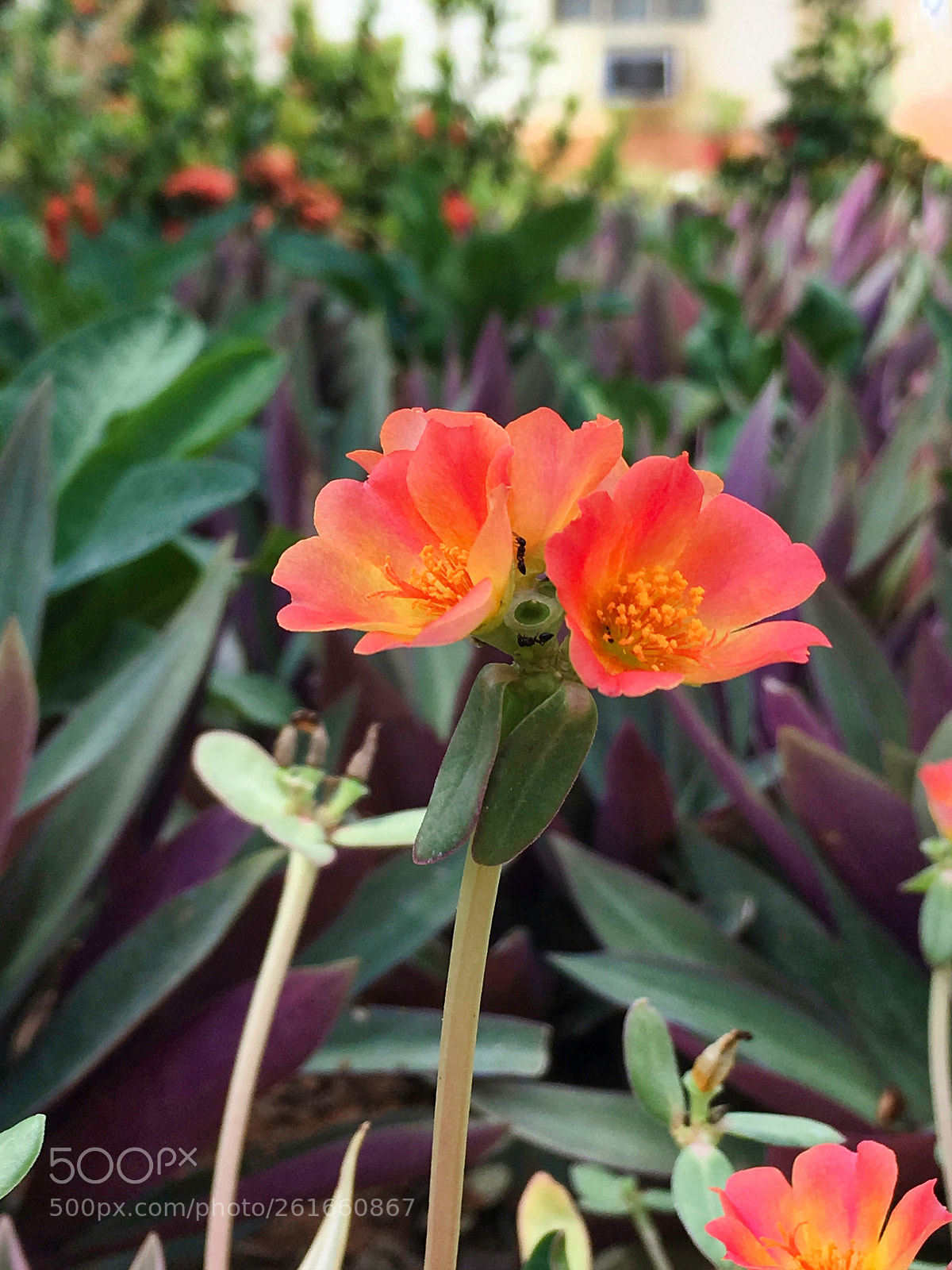 Apple iPhone SE sample photo. Love together photography