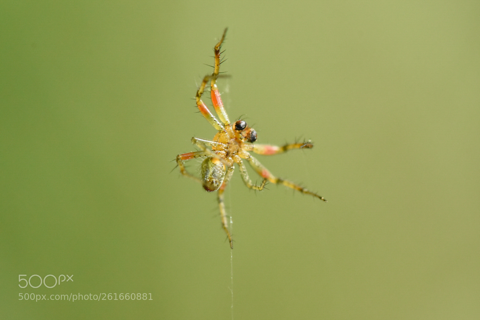 Nikon D7200 sample photo. Little spider photography