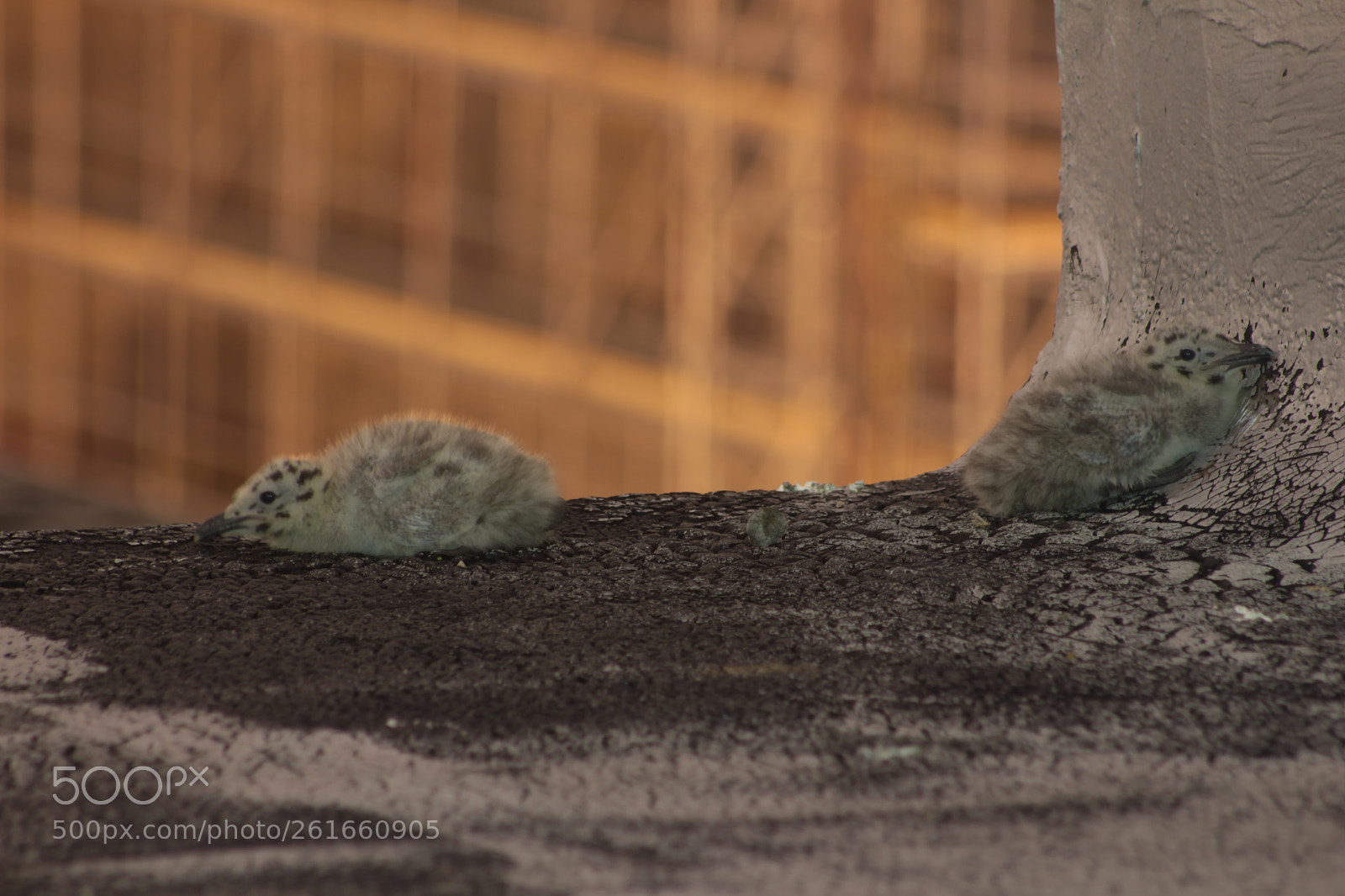 Canon EF 75-300mm f/4-5.6 sample photo. Urban birds photography