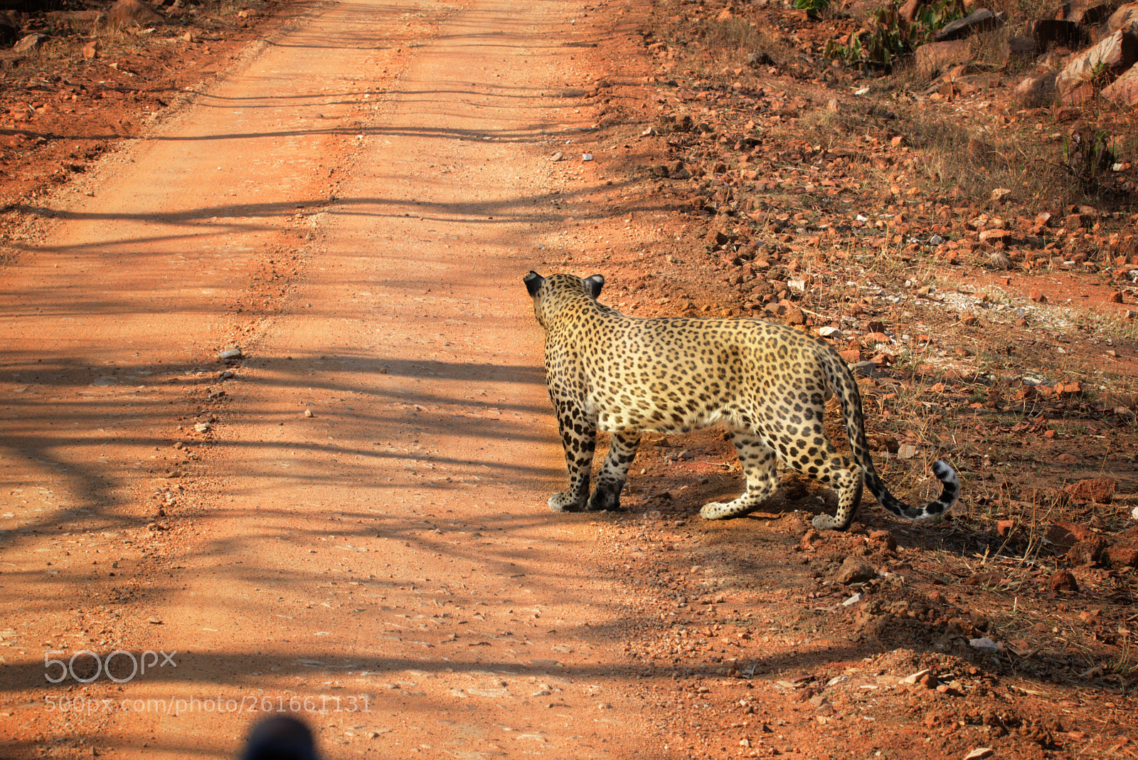 Nikon D610 sample photo. A leopard crossing photography