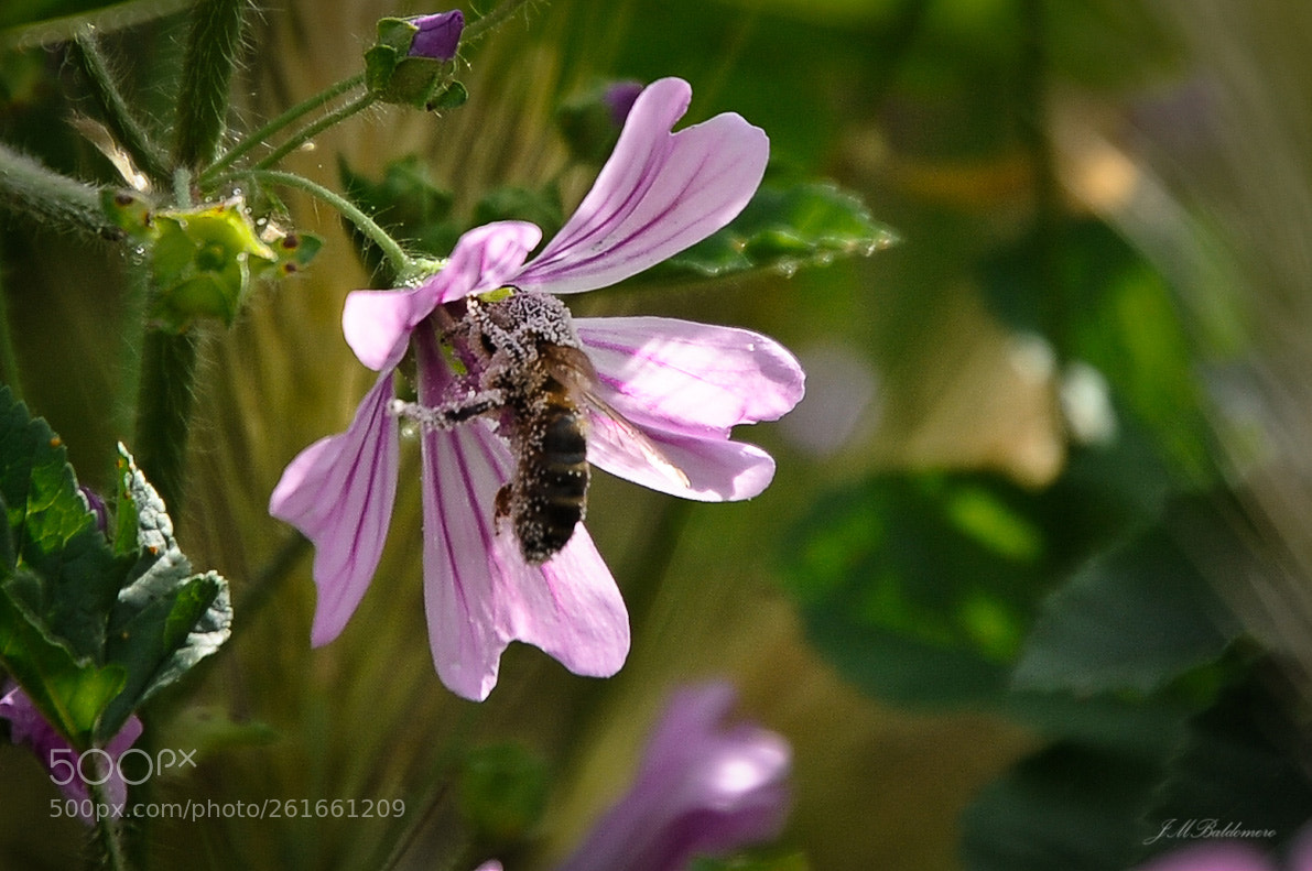 Nikon D700 sample photo. Saboreando photography