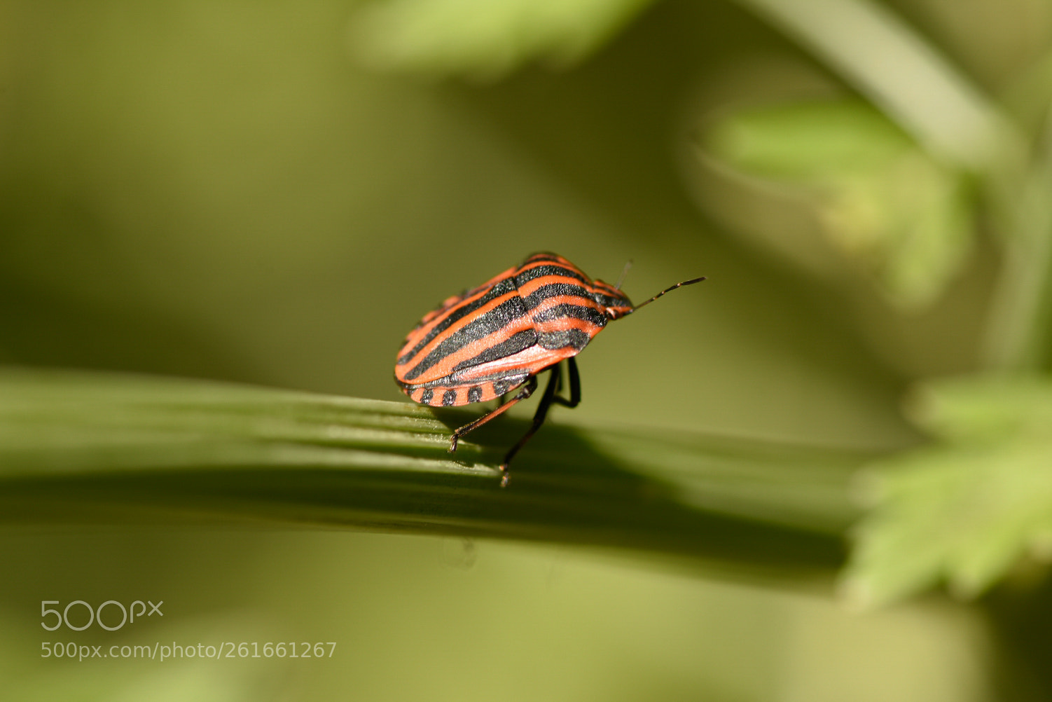 Nikon D7200 sample photo. Stripes photography