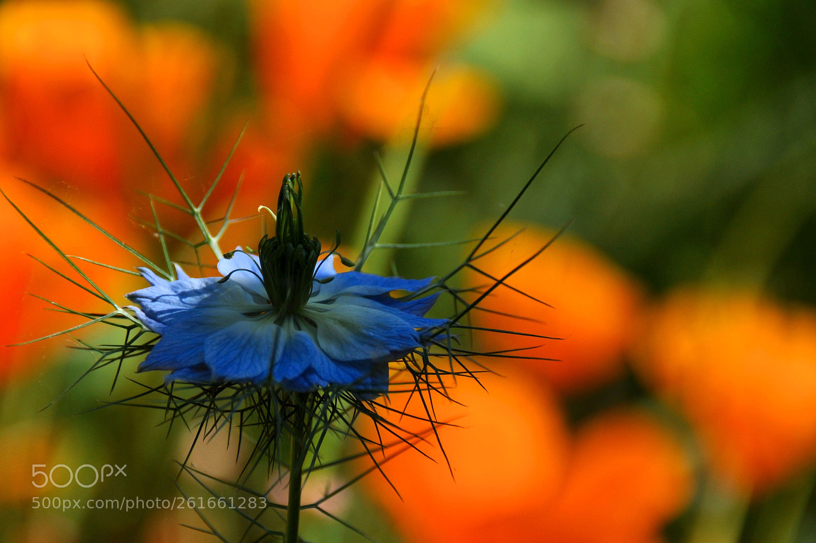 Nikon D90 sample photo. Nigella damascena photography