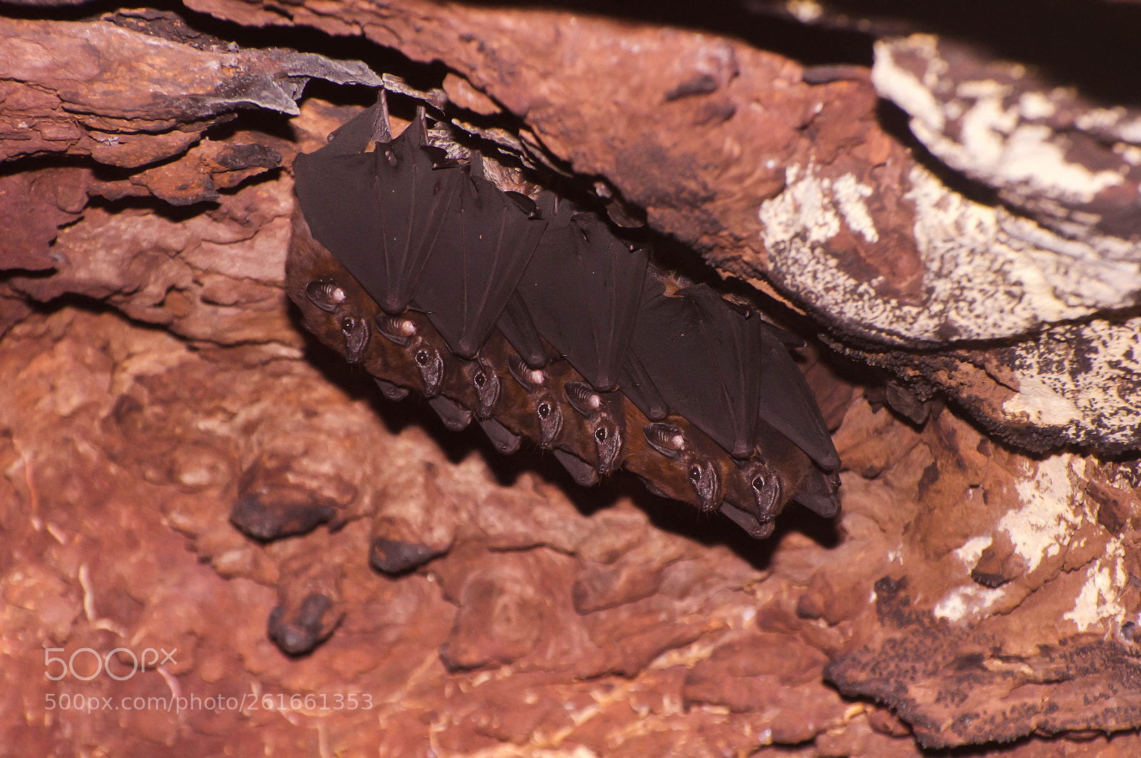 Nikon D90 sample photo. Line up bats! photography